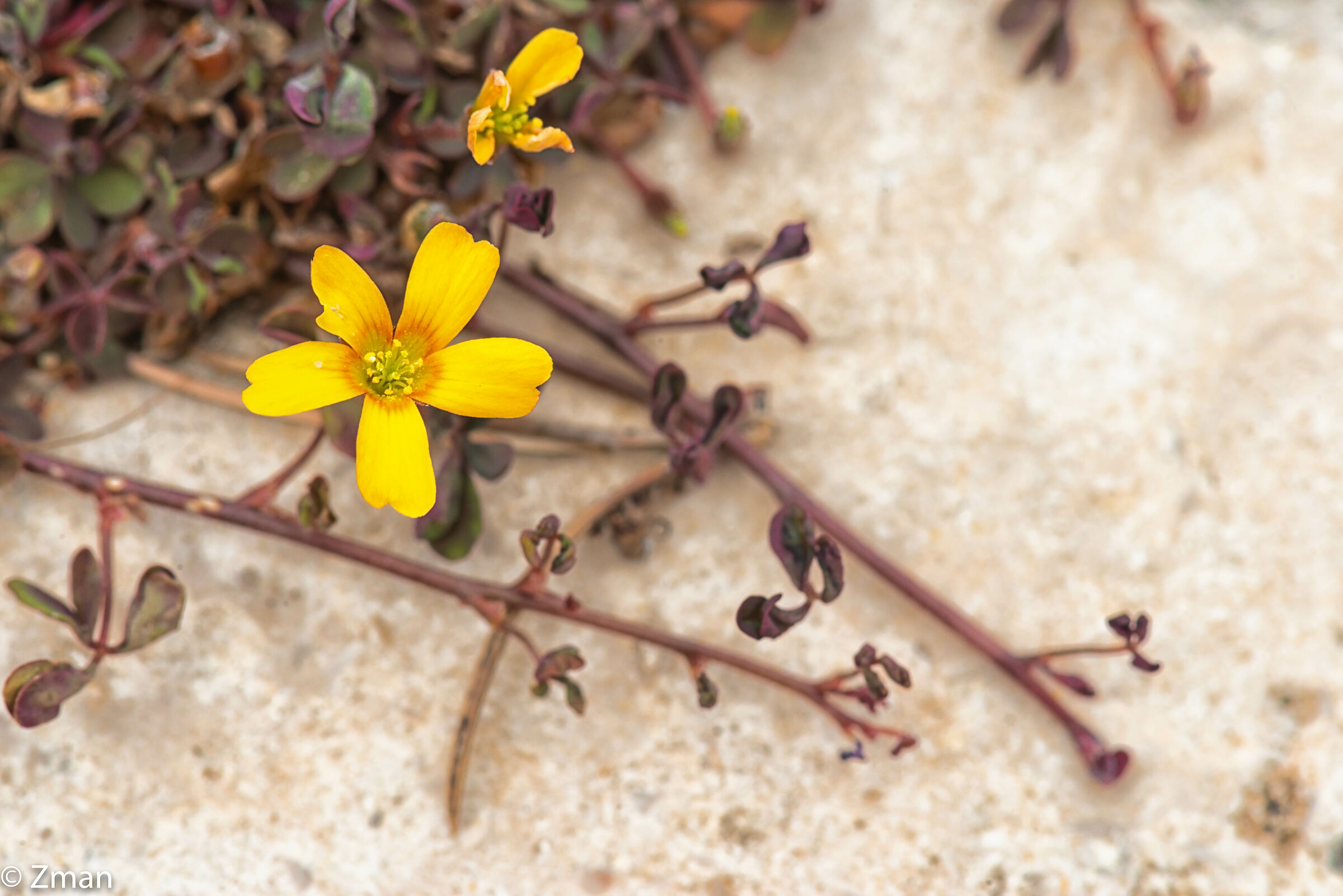 Creeping Woodsorrel flower