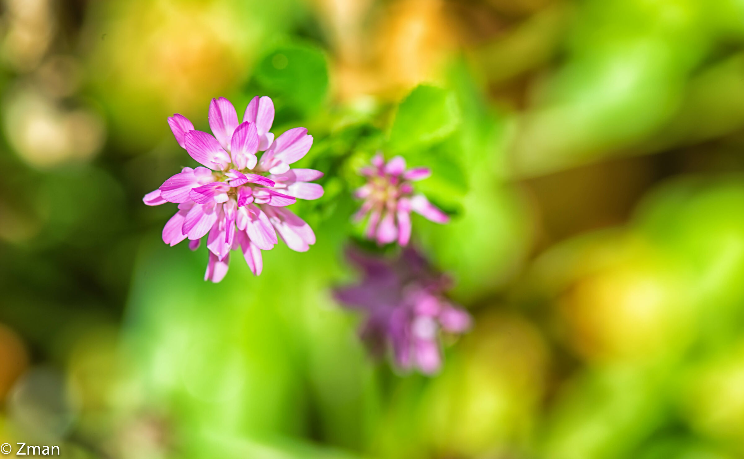 Persian Clover Flower