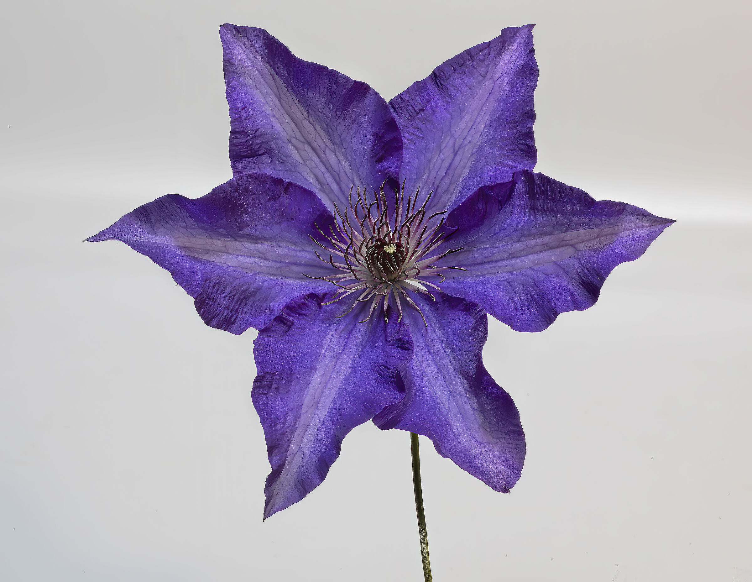 Clematis blu