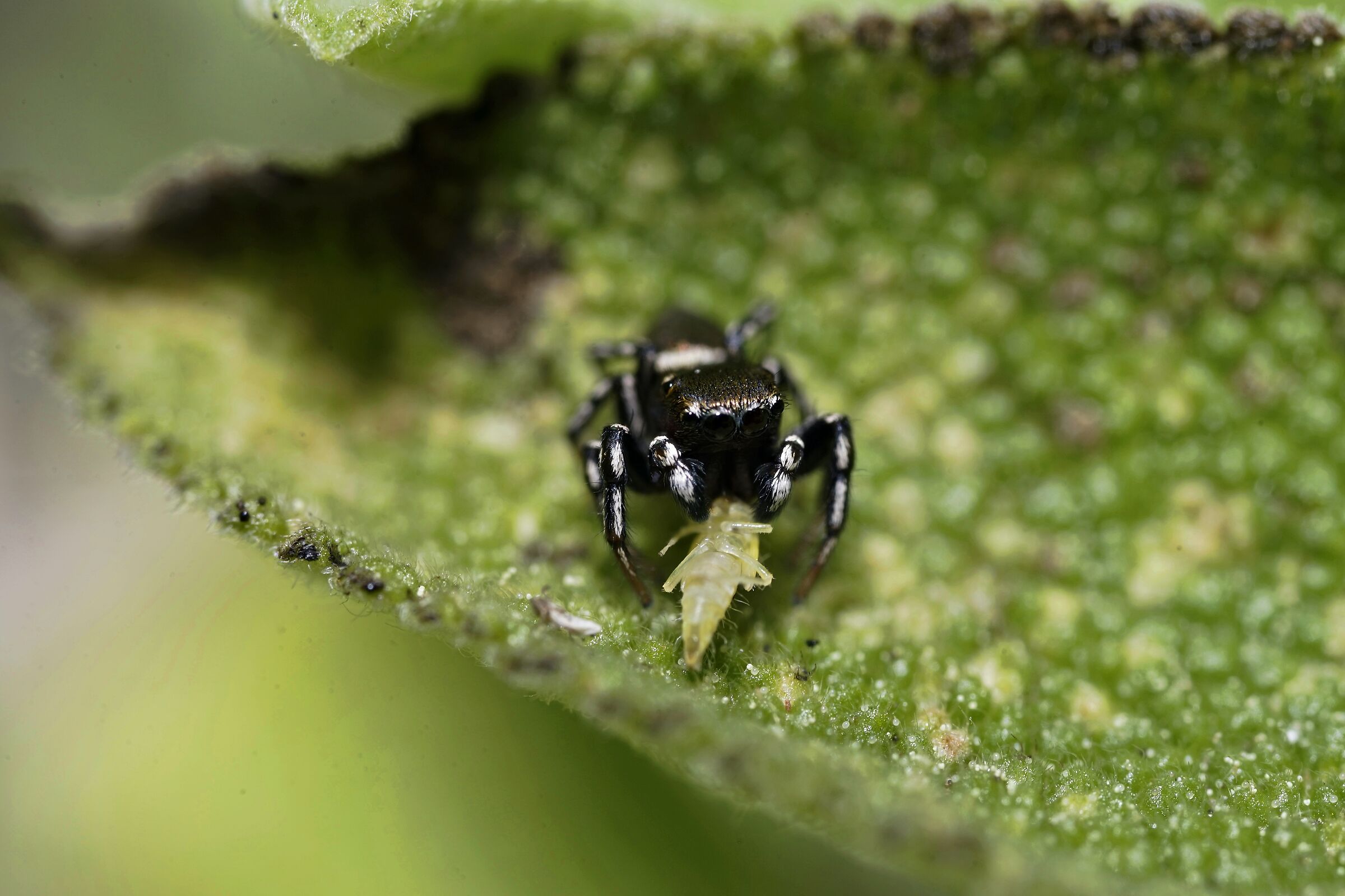 Ragno Salticidae che ha catturato una Cicadella