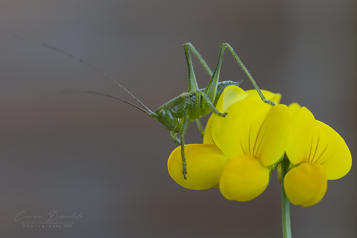 Grillo- Leptophyes punctatissima