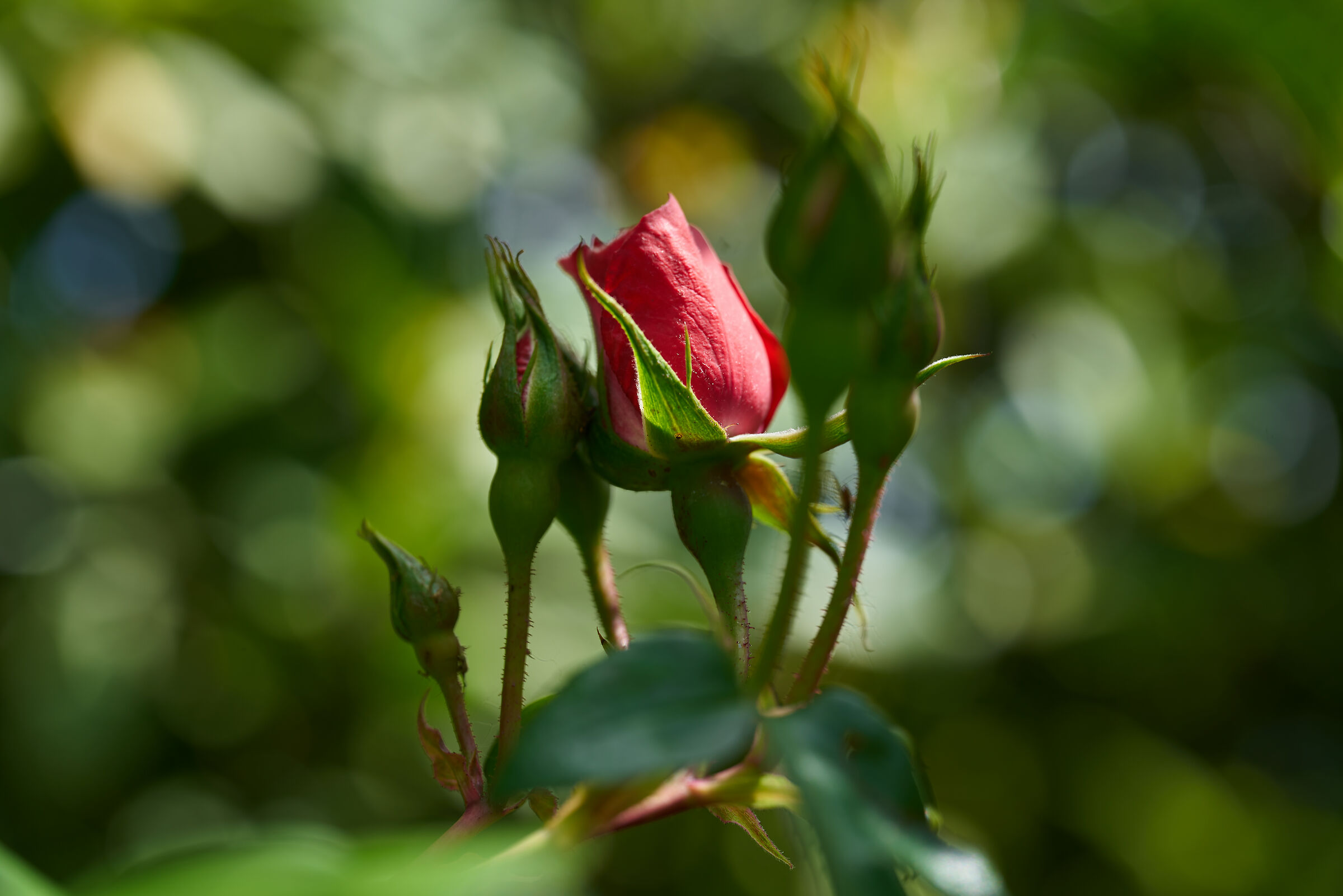 Stat rosa pristina nomine...