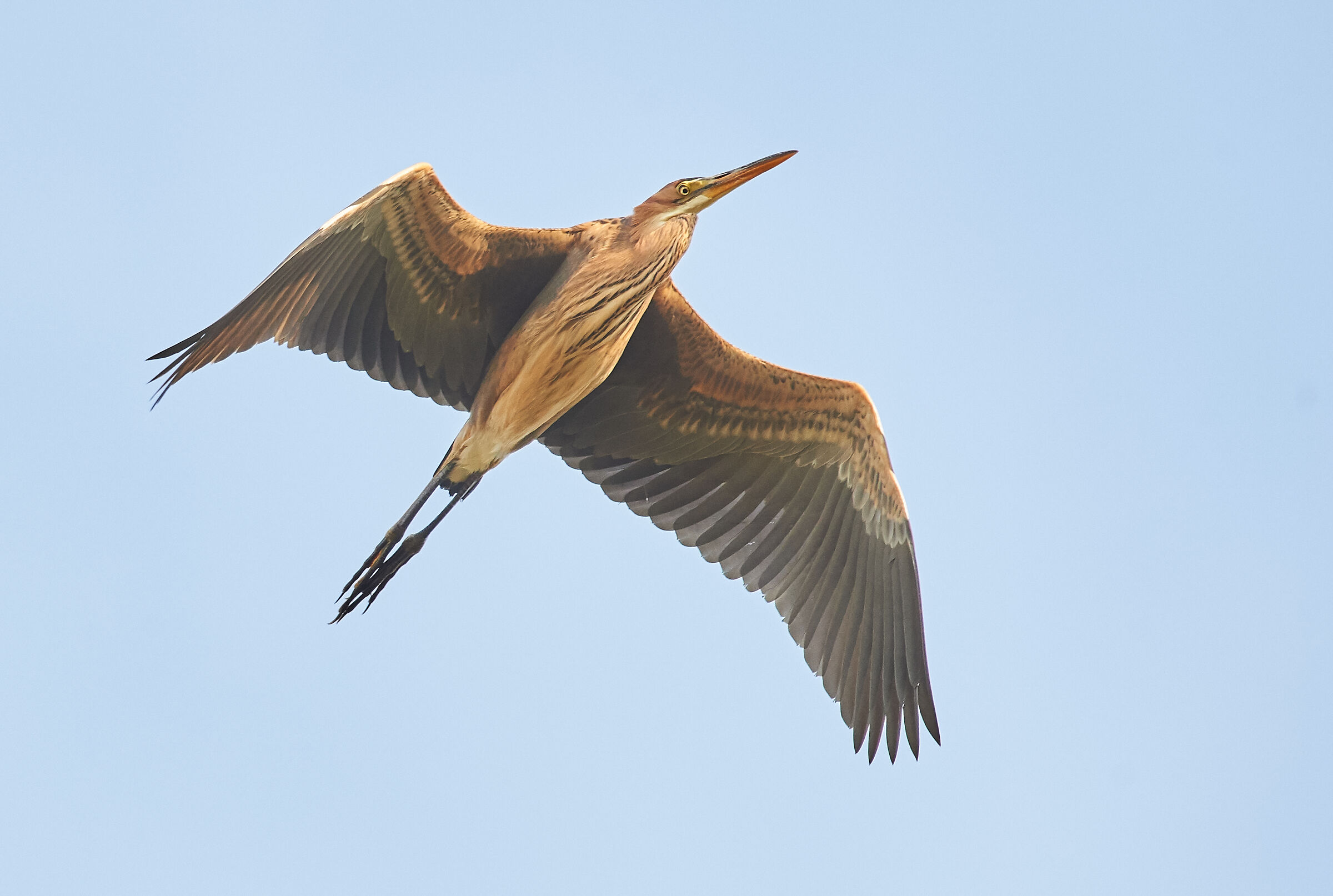 Purple Heron