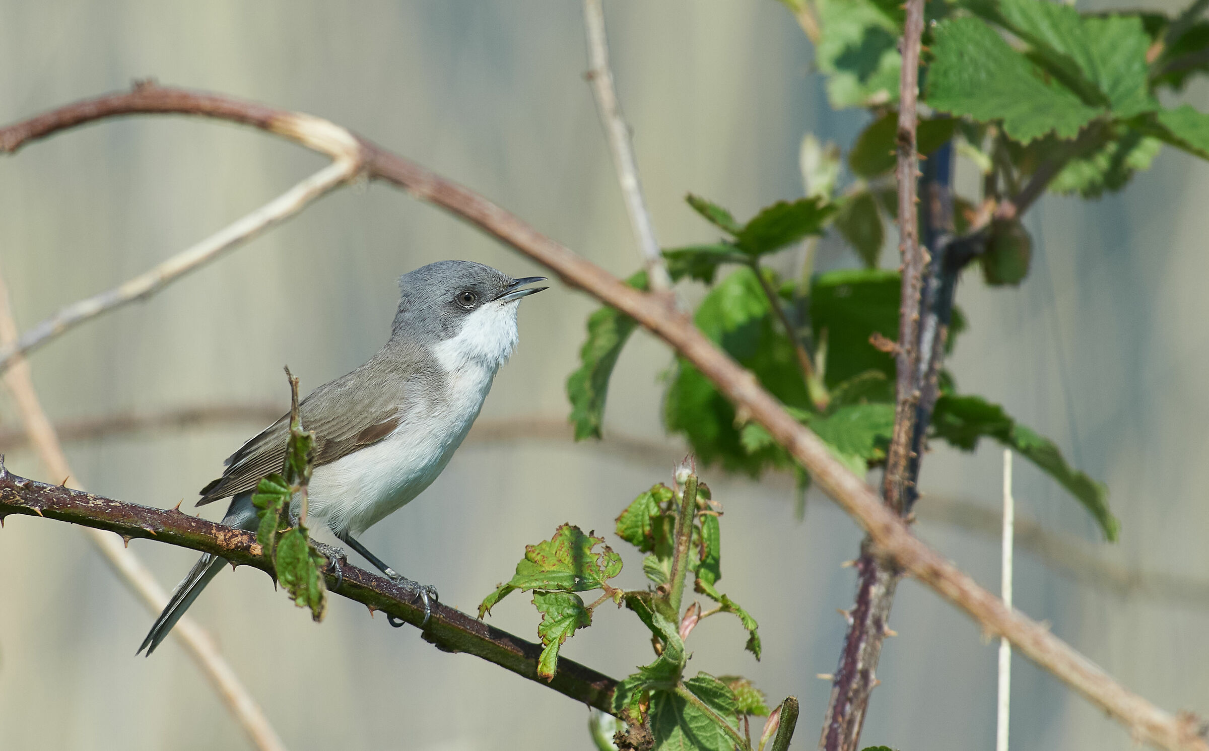 Lesser whitethroat