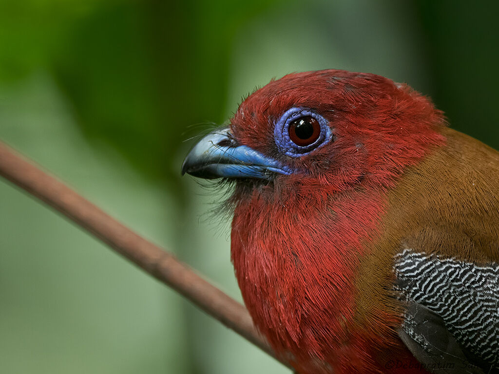 Trogon dalla testa rossa