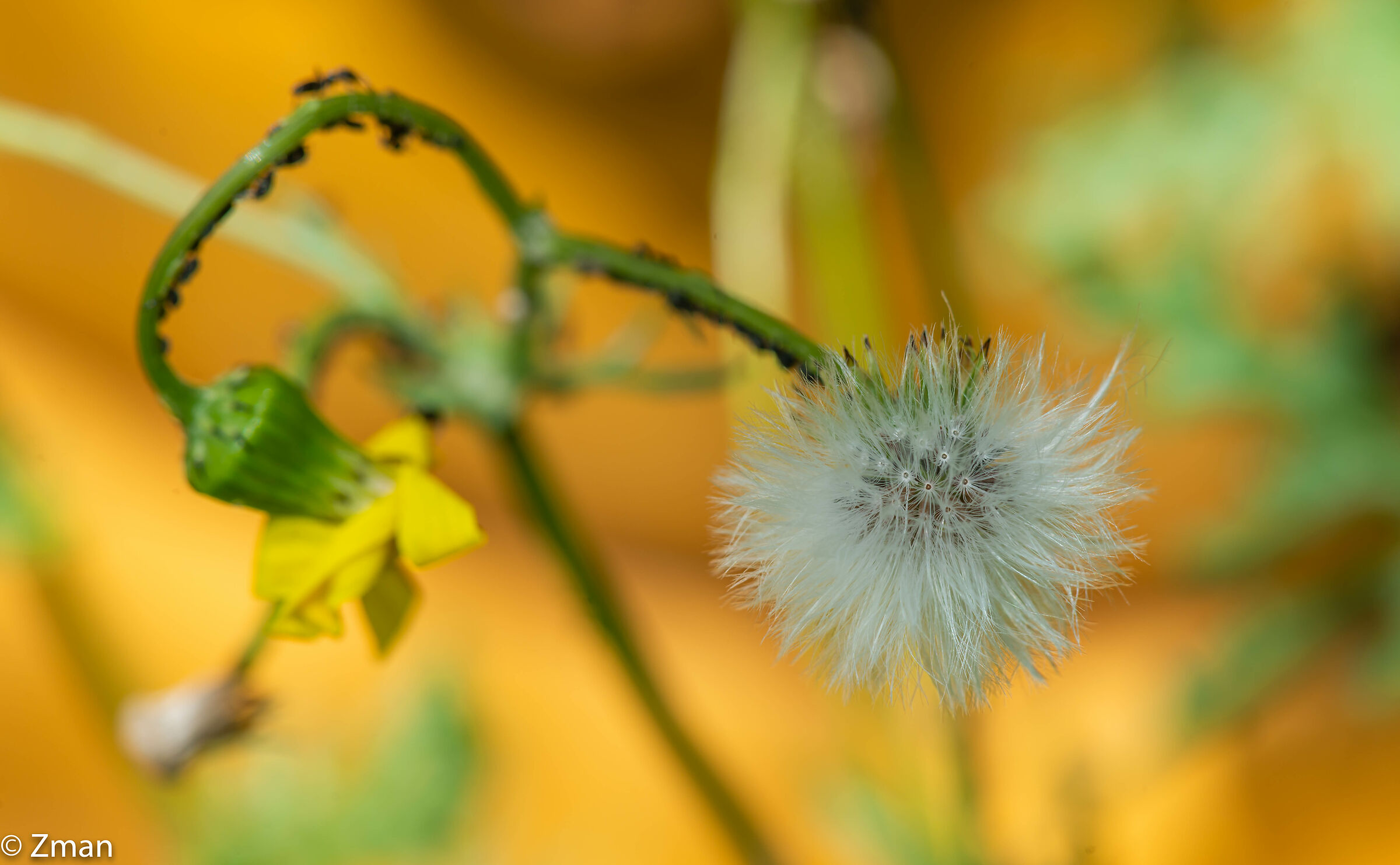 Dandelion