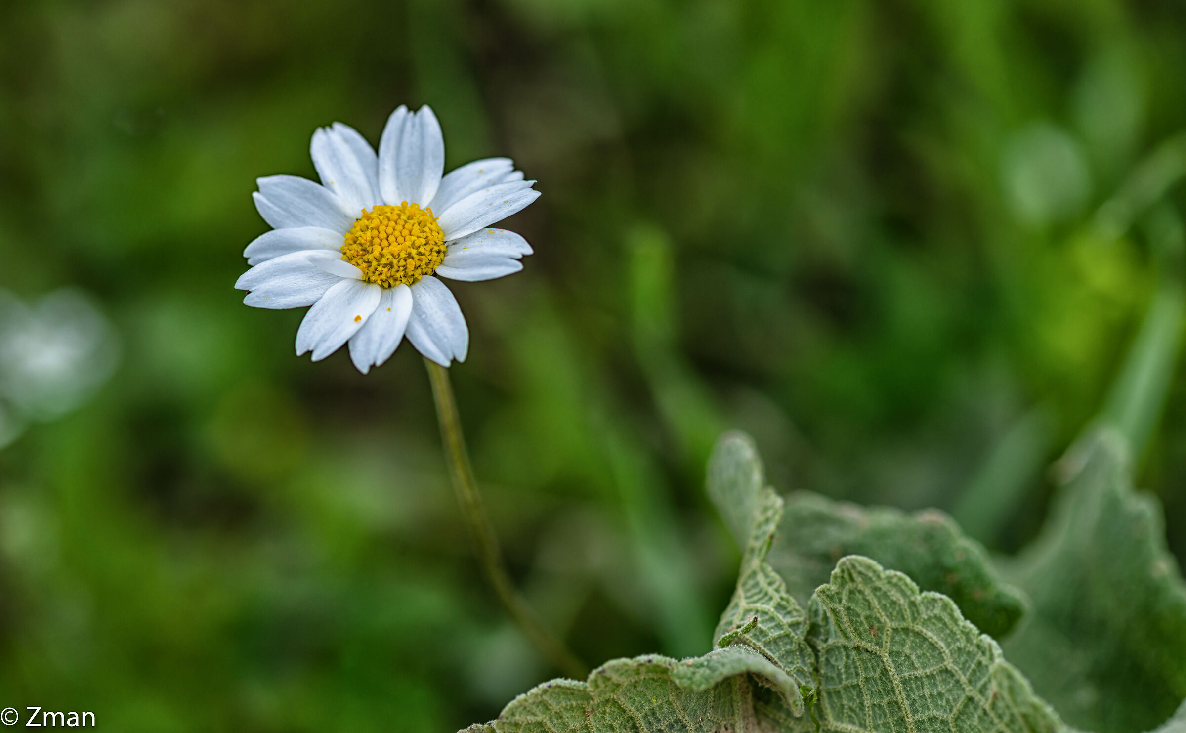 Stinking Chamomile flower