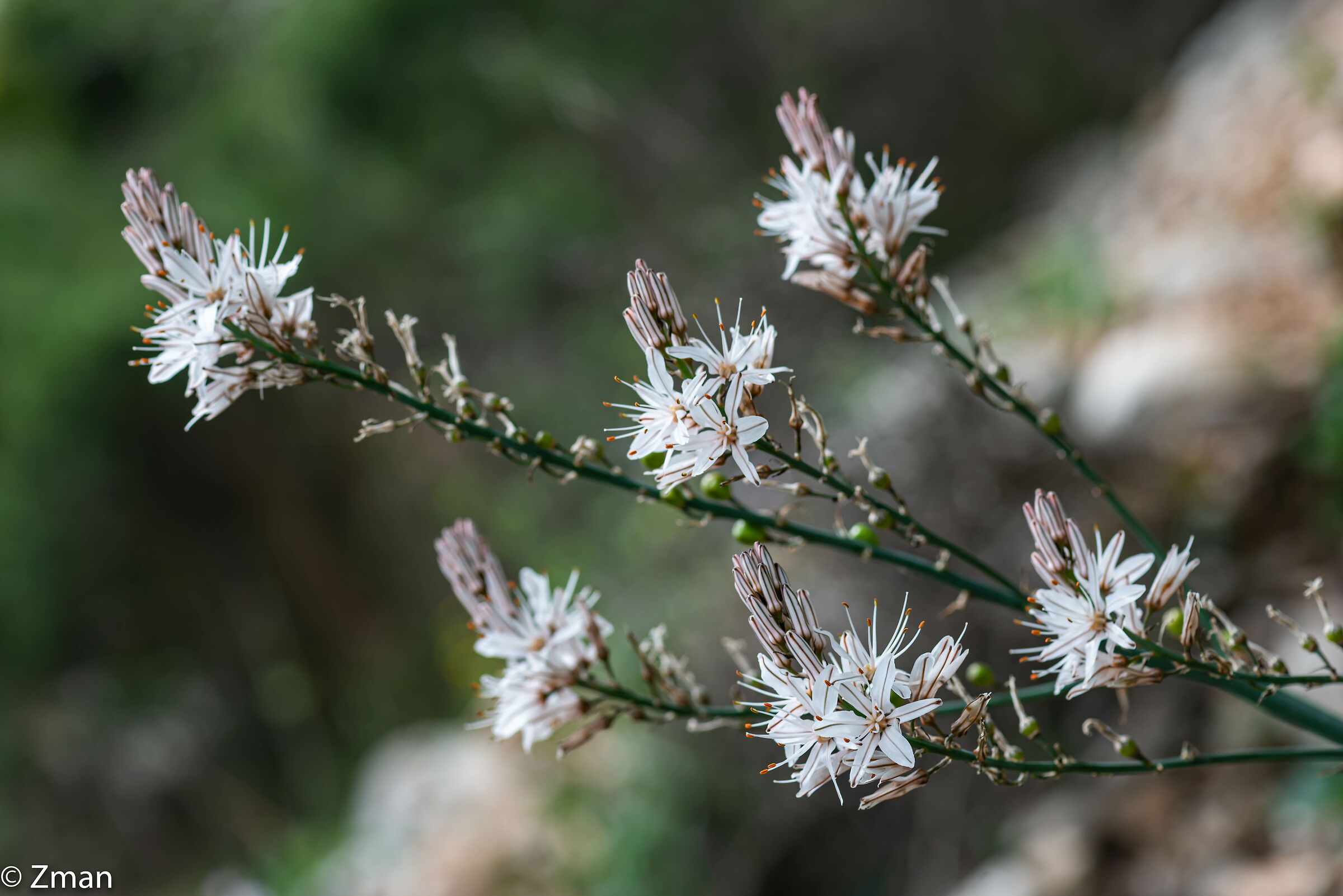 Commonweed Flowers