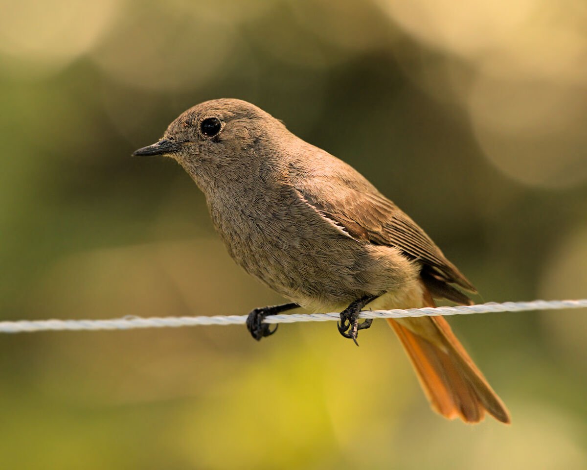 the curious codirossa