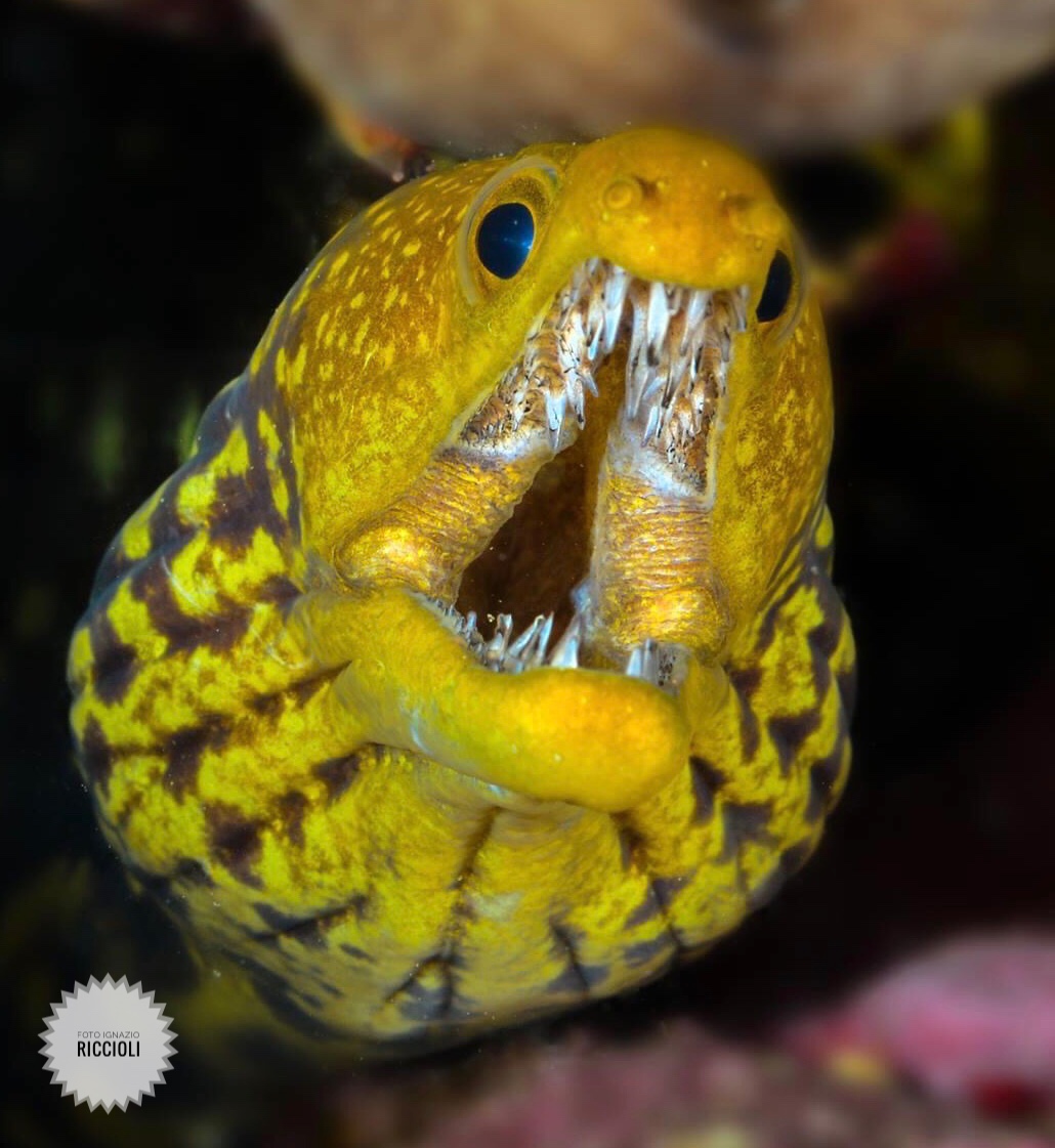 Enchelycore anatina.