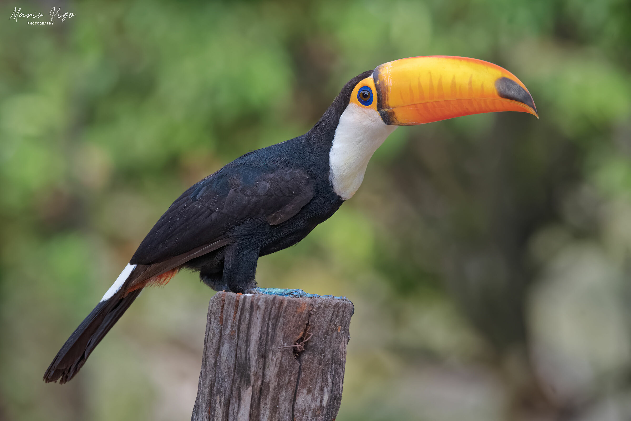Tucano toco