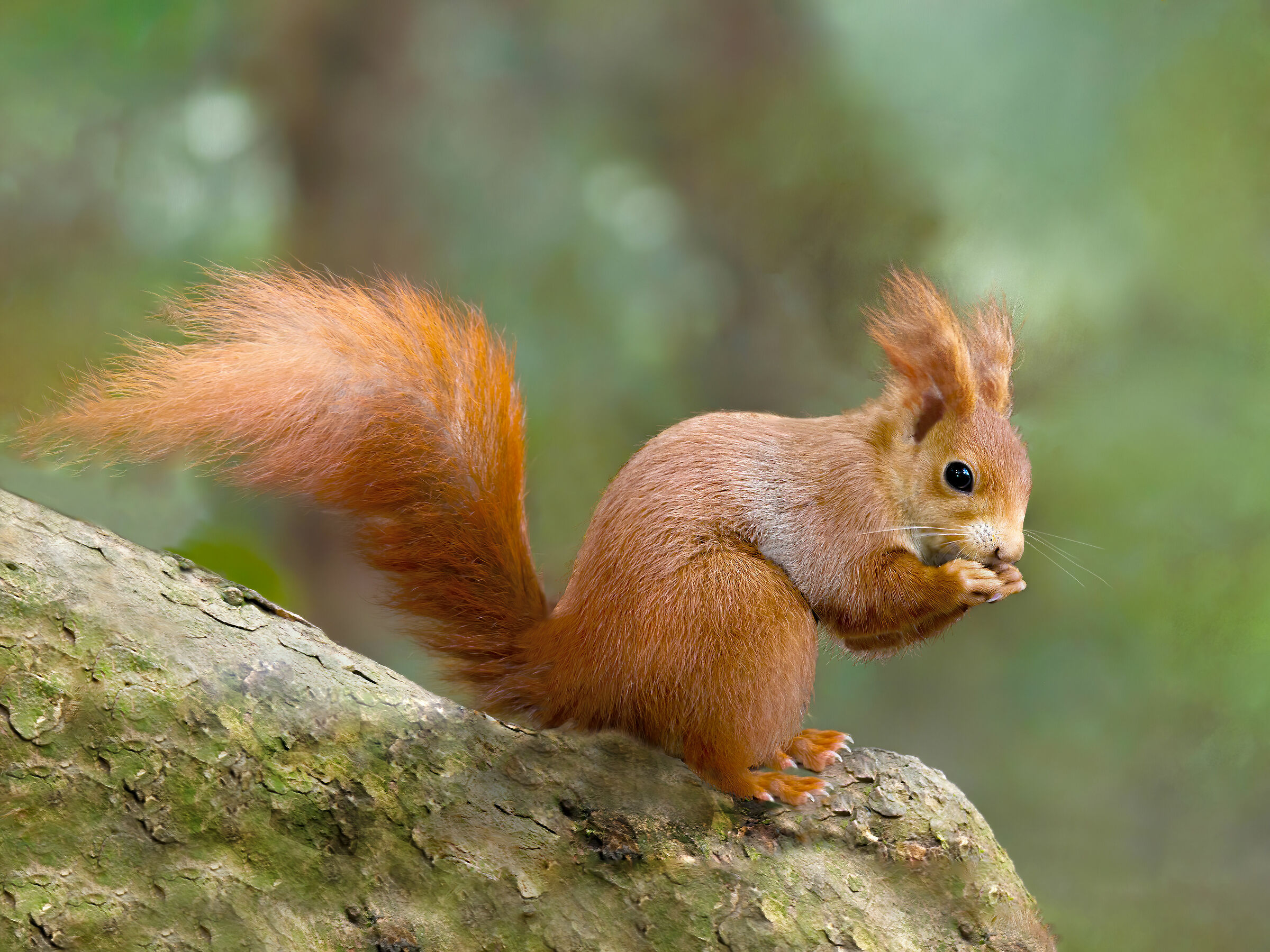 Scoiattolo rosso Sciurus Vulgaris