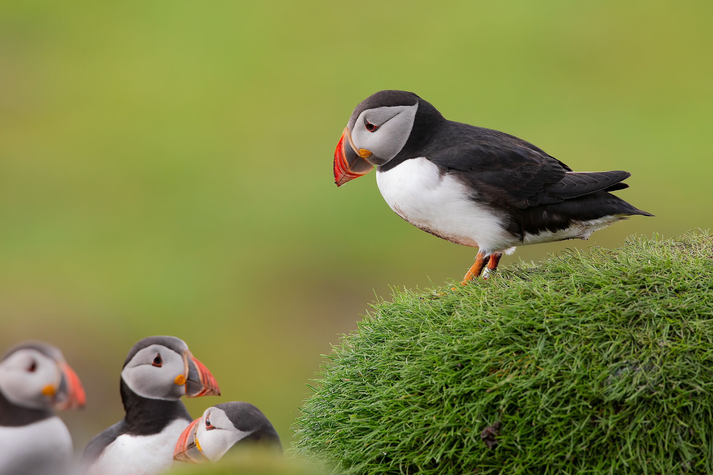 Puffin
