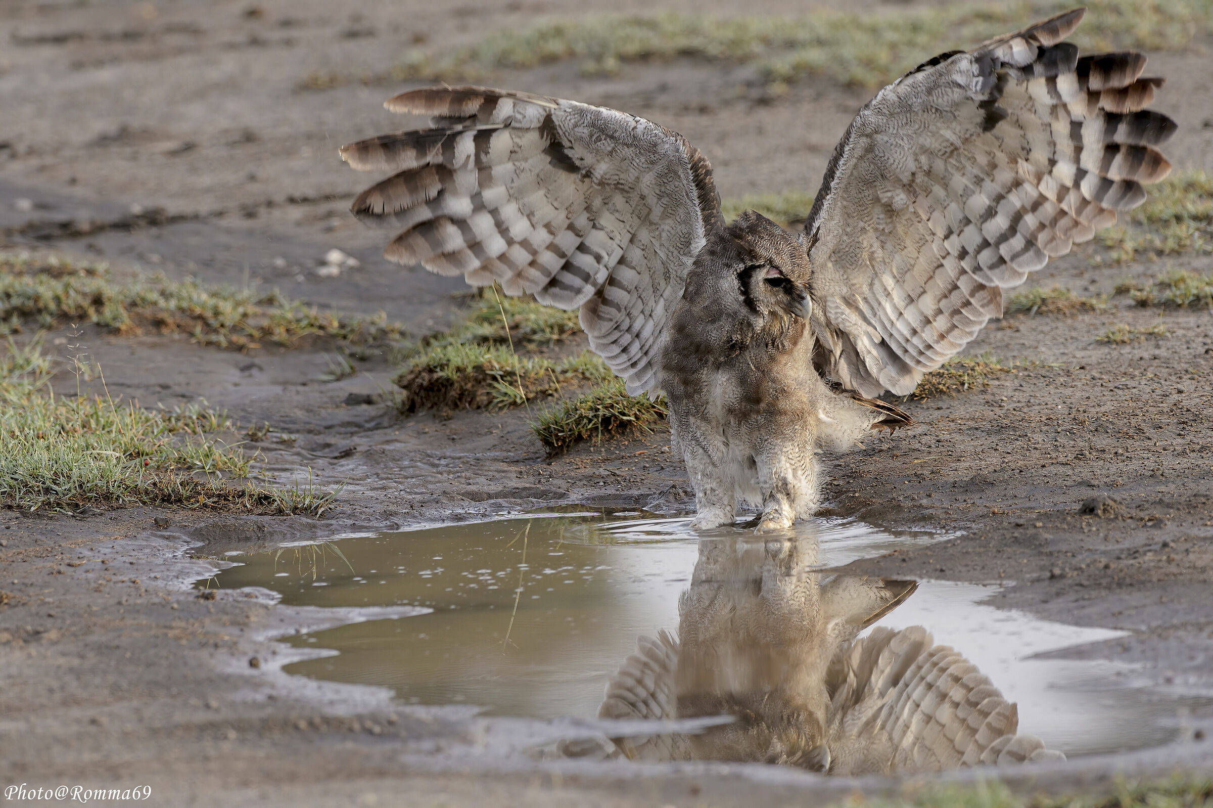 Verreaux Owl (Bubo lacteus)