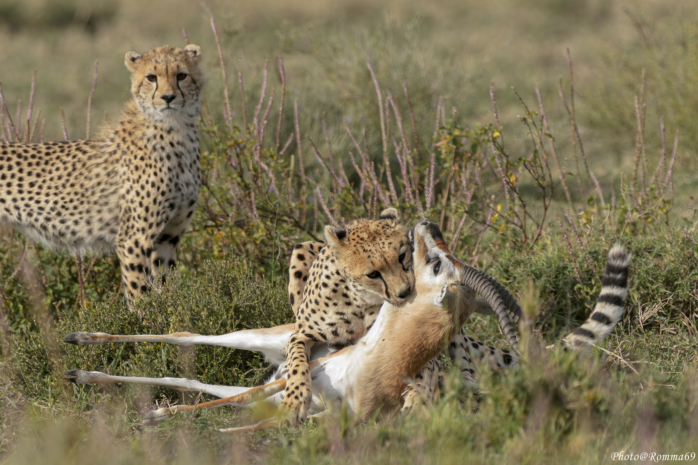 The harsh law of Africa...