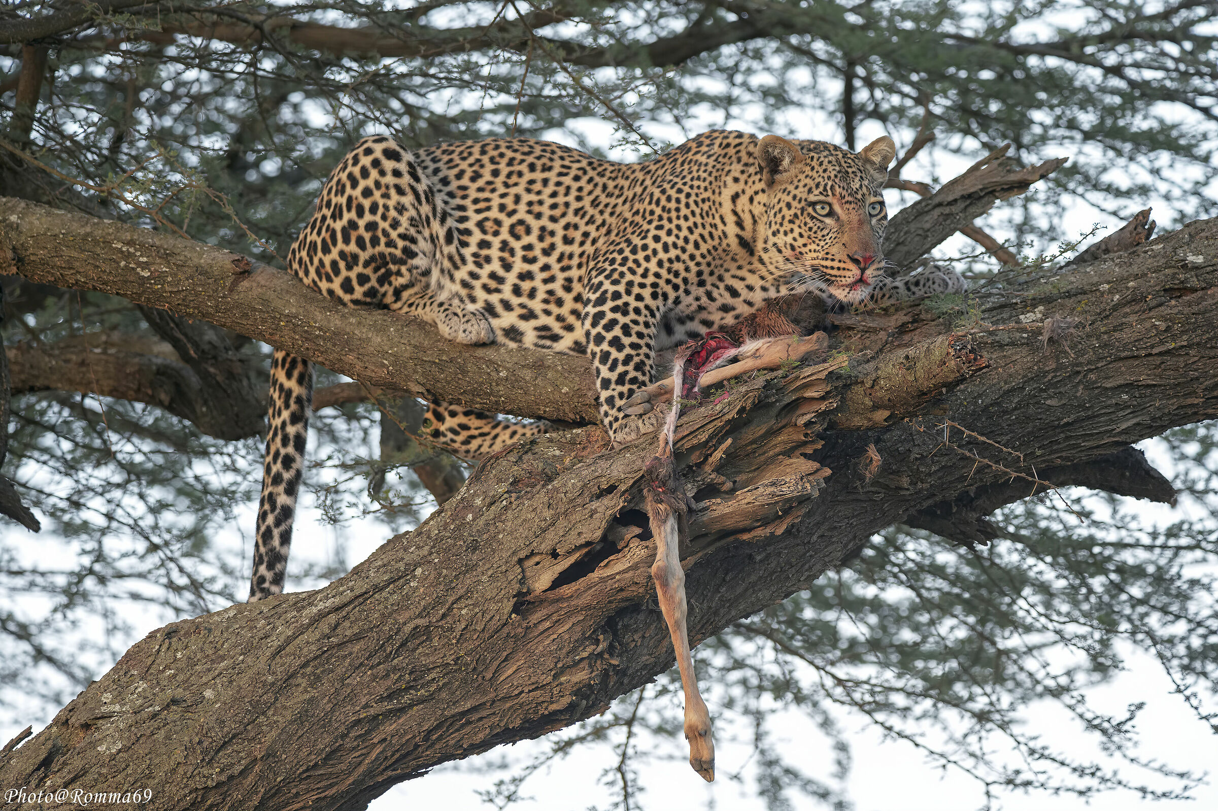 In allerta per difendere il pasto--