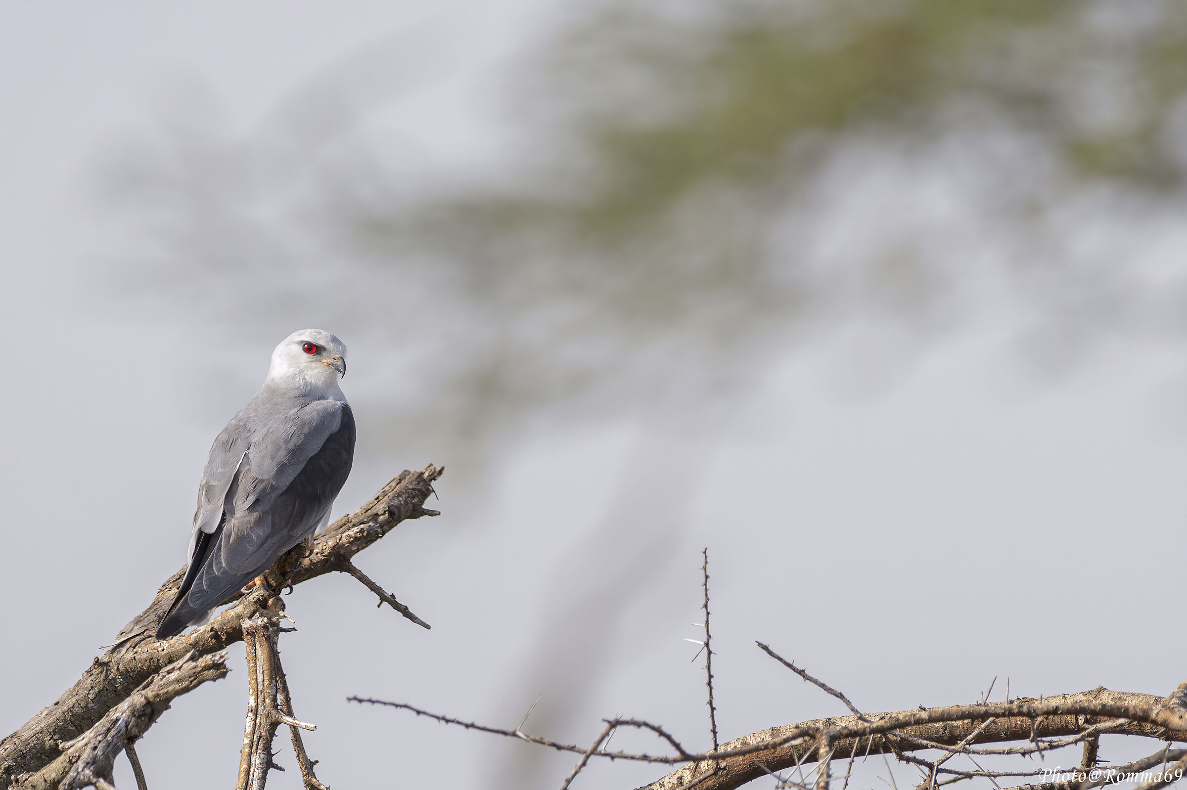 Nibbio bianco (Elanus caeruleus)