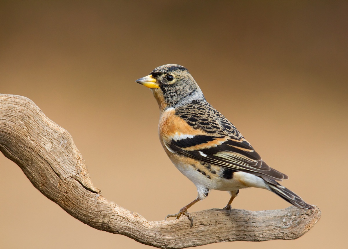 brambling