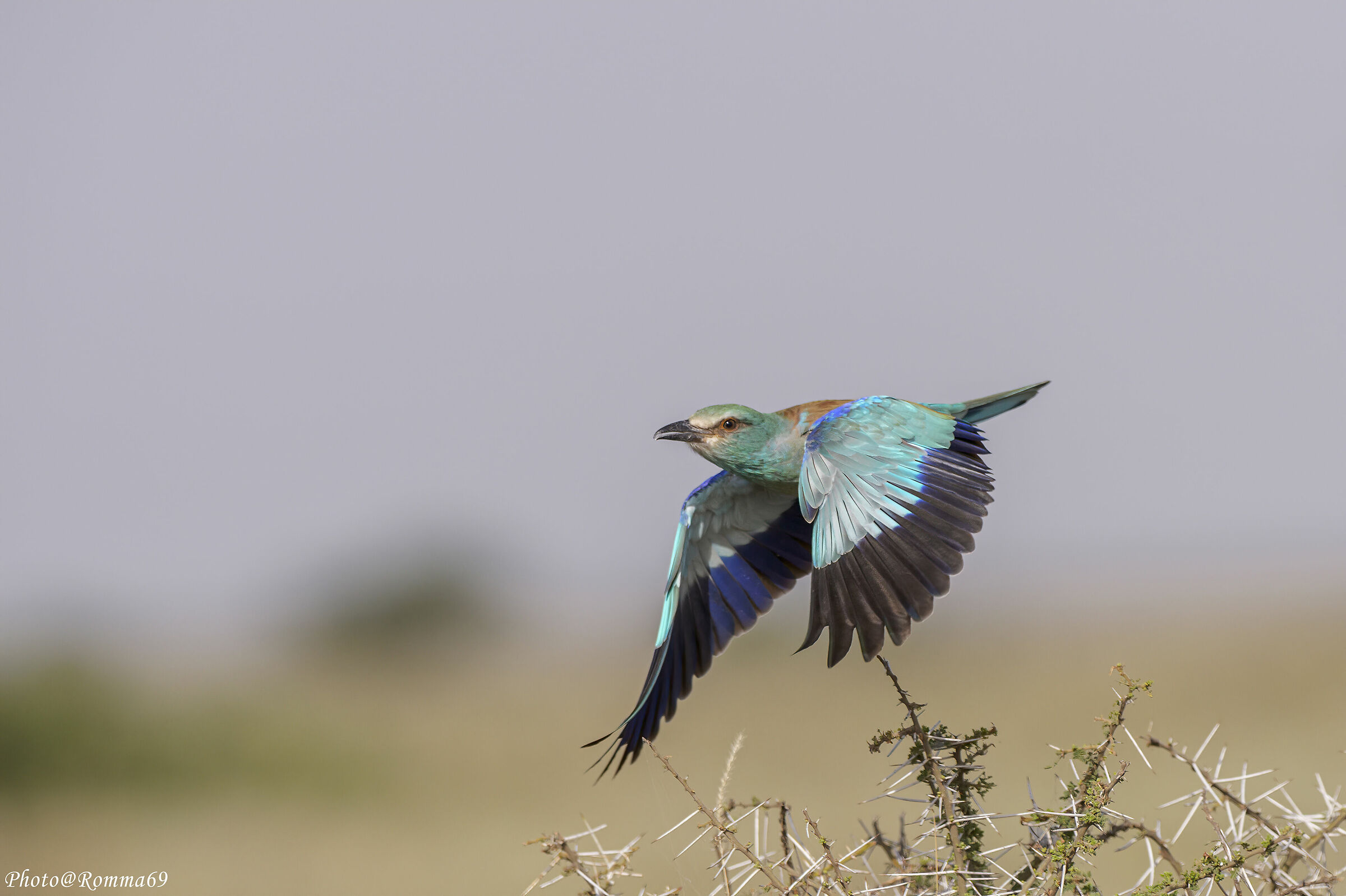 European roller (Coracias garrulus)