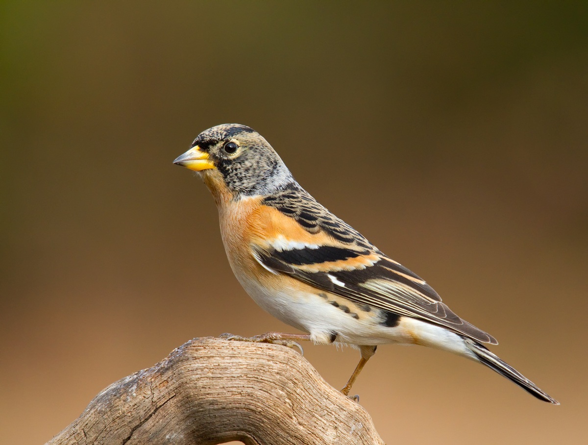 brambling