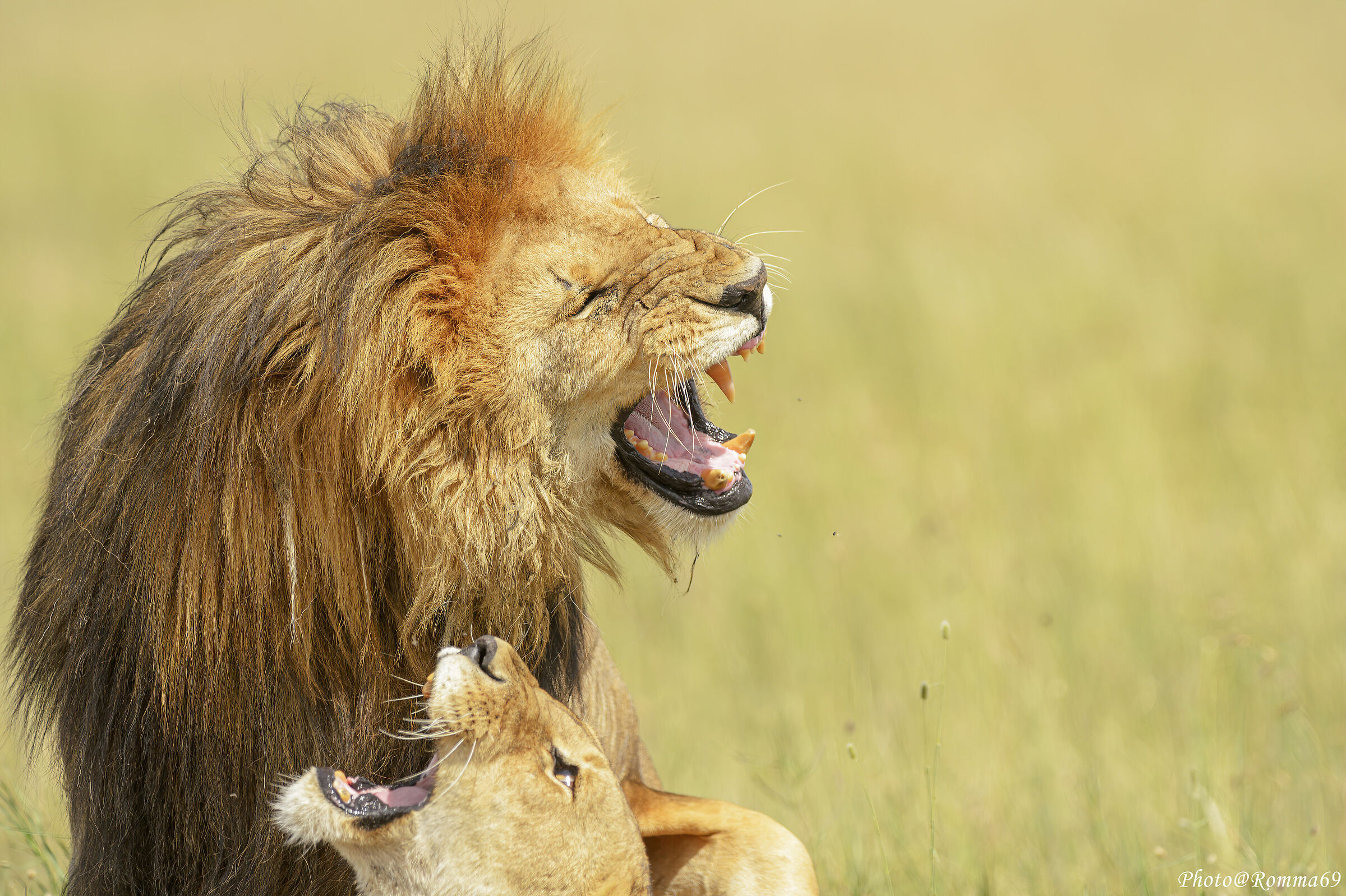 L'intimità del re violata!