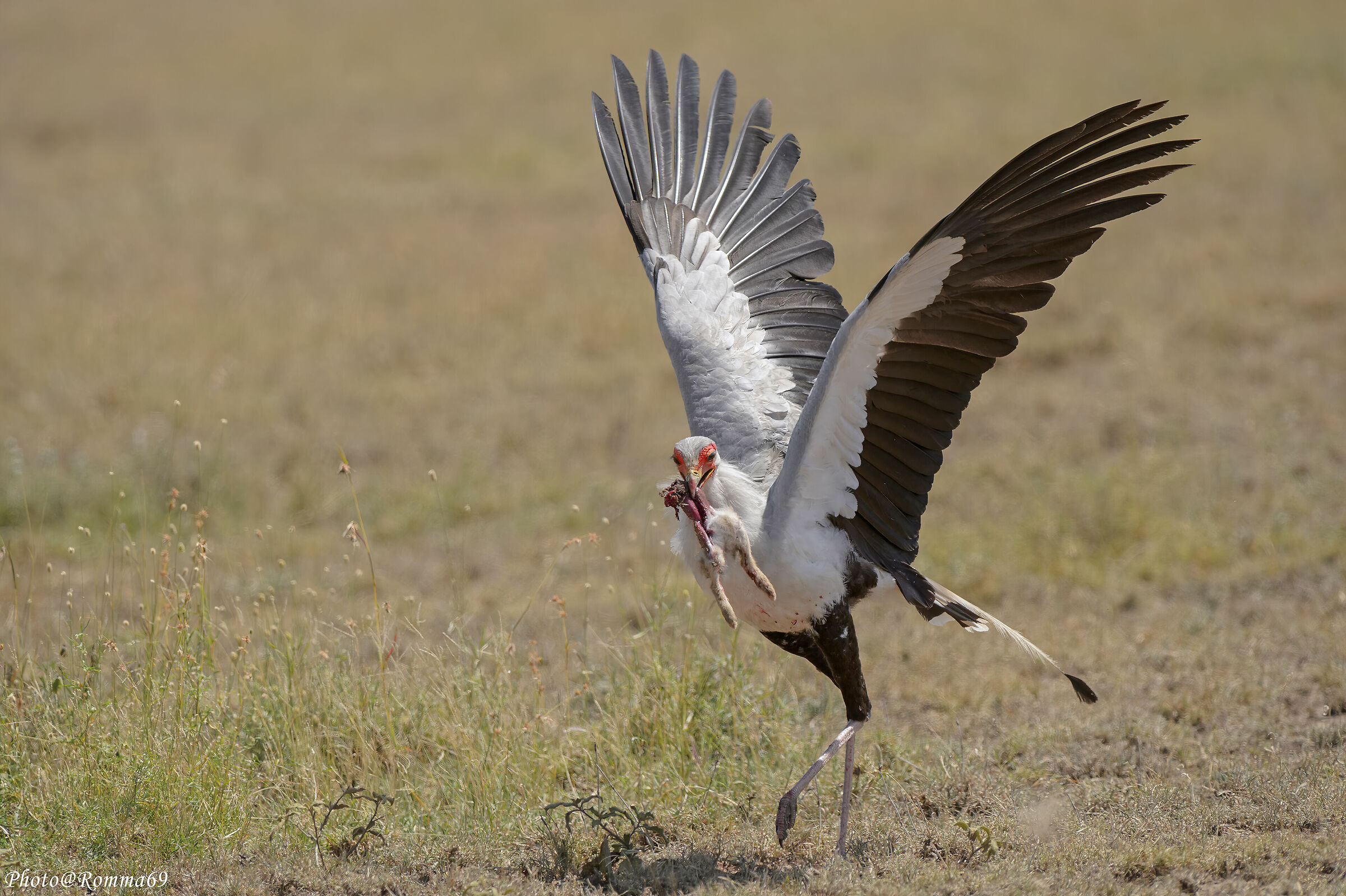 Serpentario con preda (Sagittarius serpentarius)