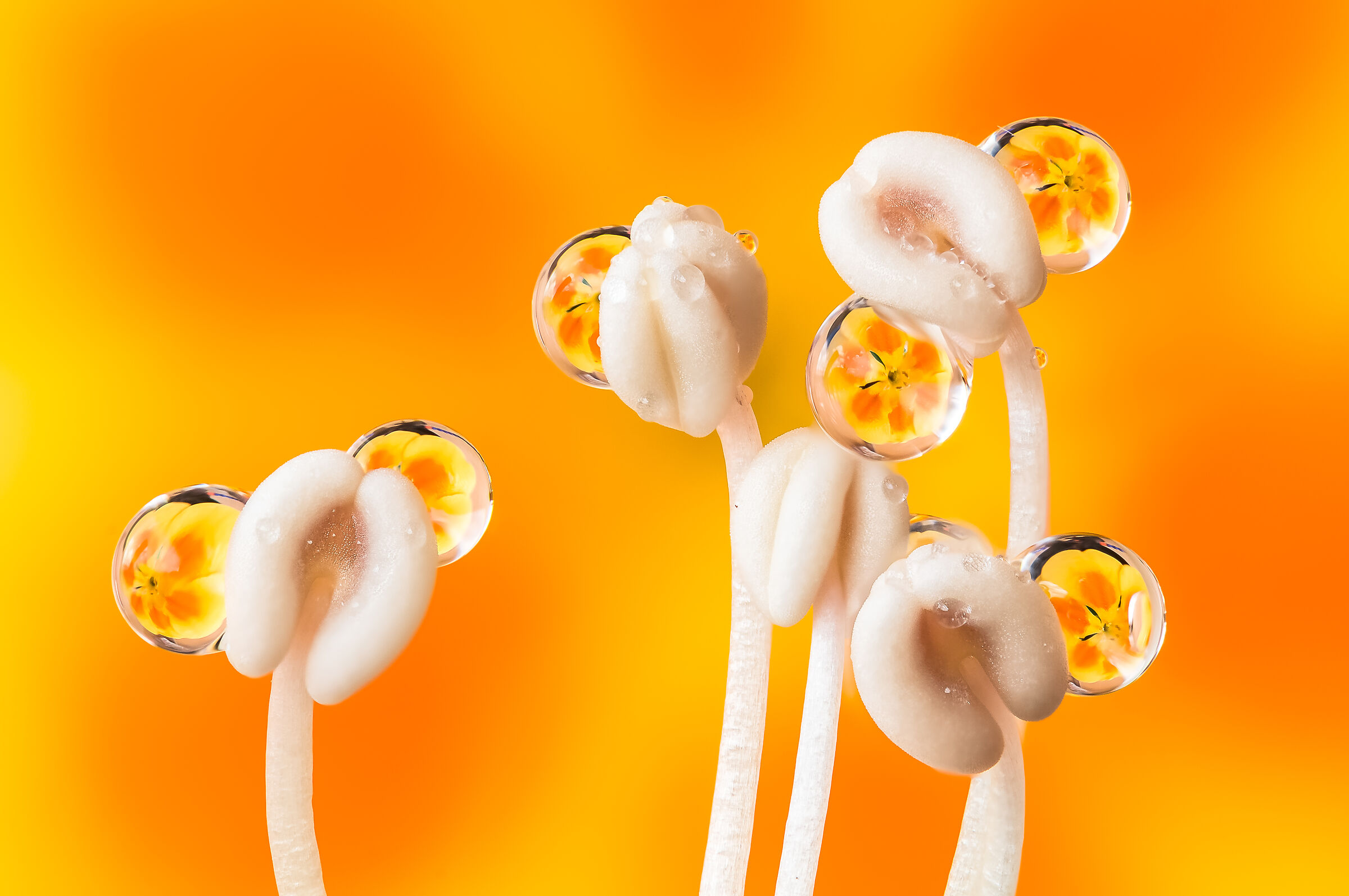 Drops & Flowers Gocce Fiori Riflessi Mario jr Nicorelli