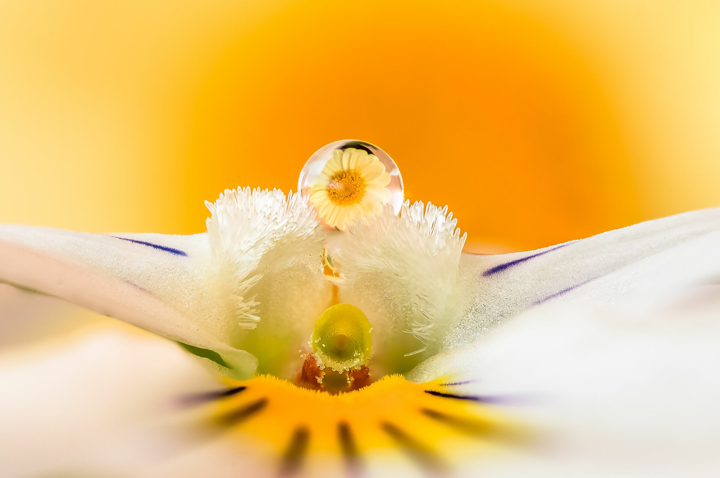 Drops & Flowers Drops Flowers Reflections Mario Jr Nicorelli