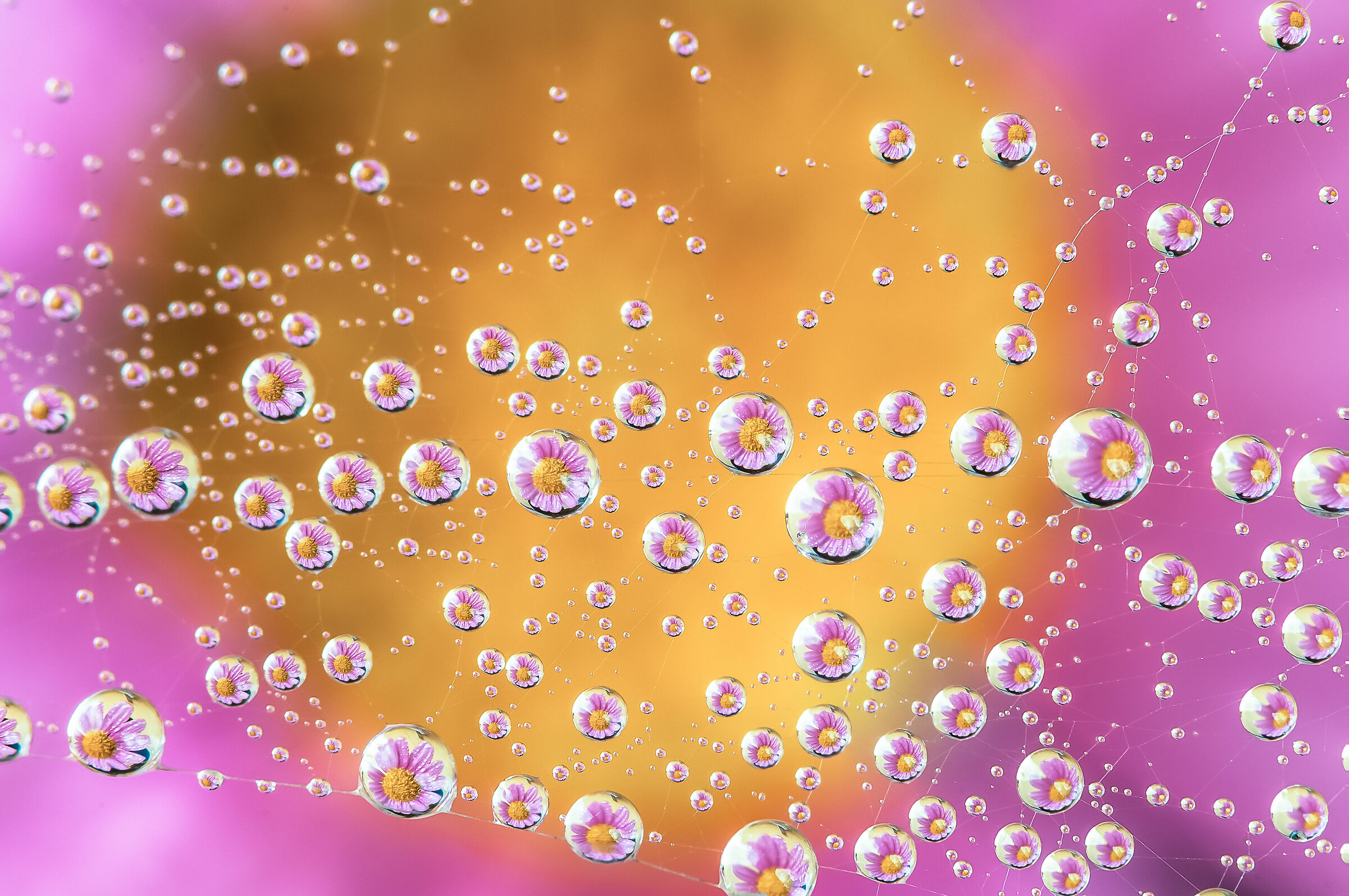 Drops & Flowers Gocce Fiori Riflessi Mario jr Nicorelli