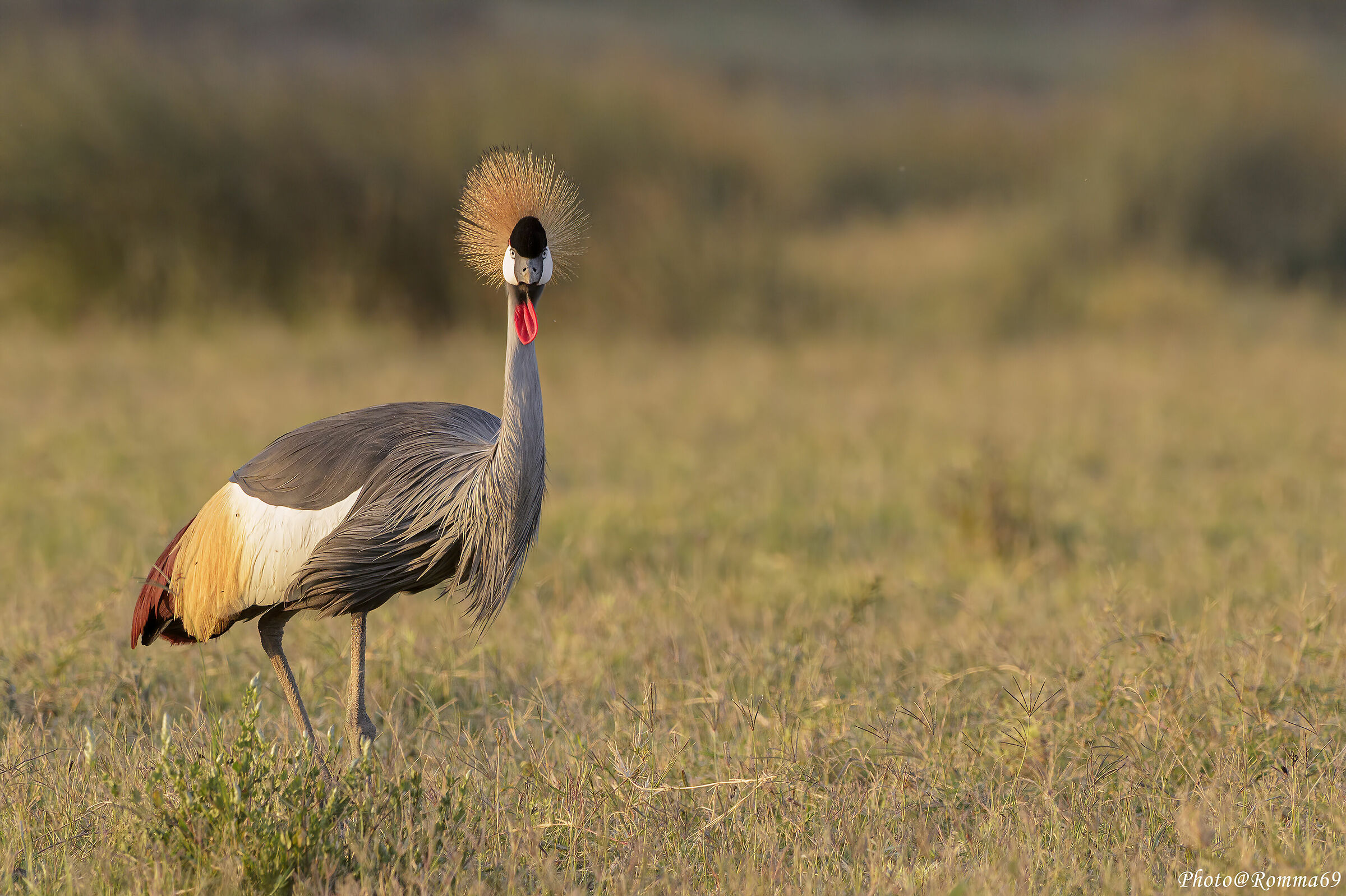 Crown crane (Balearic regulorum)