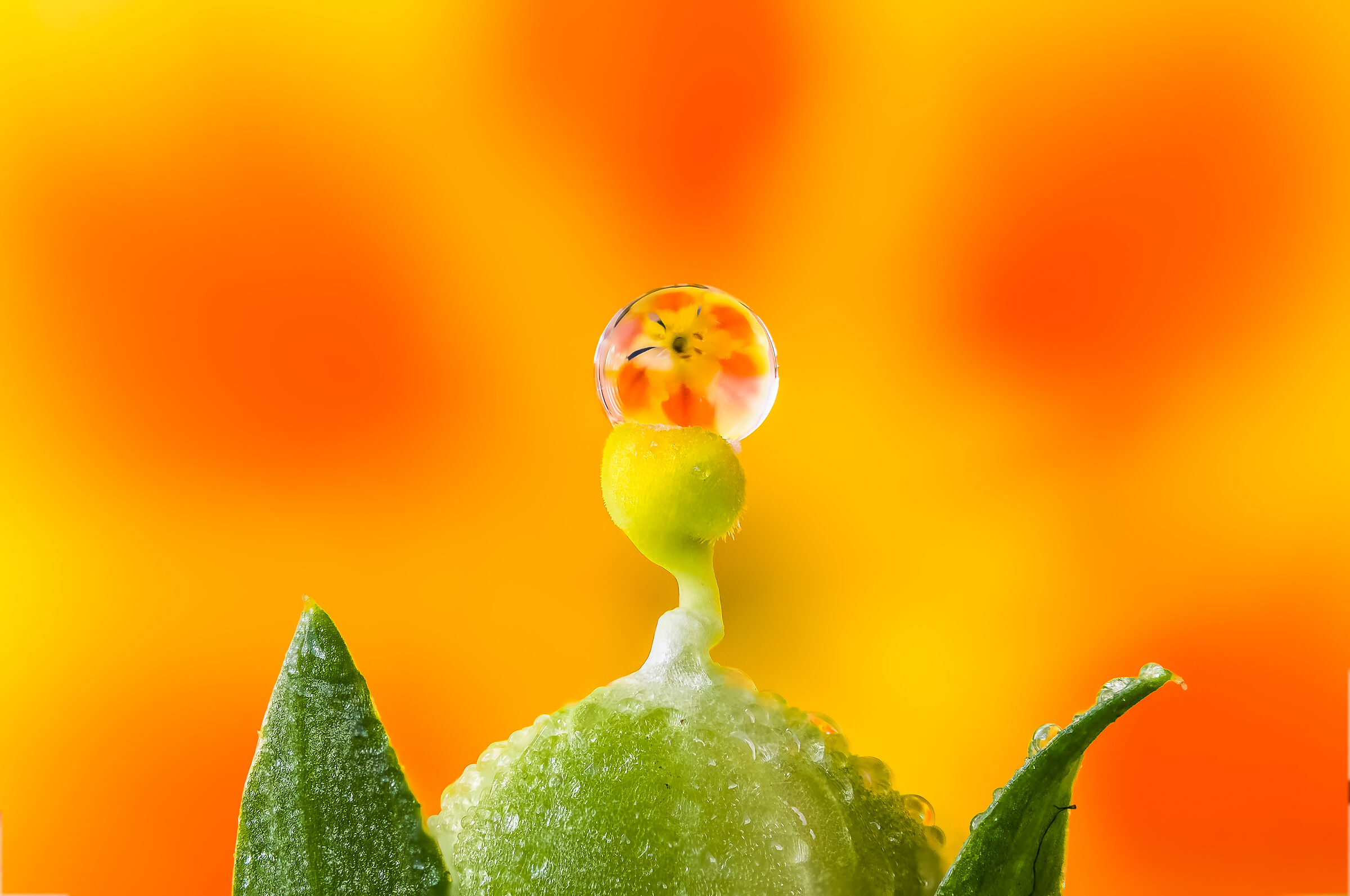 Drops & Flowers Drops Flowers Reflections Mario Jr Nicorelli