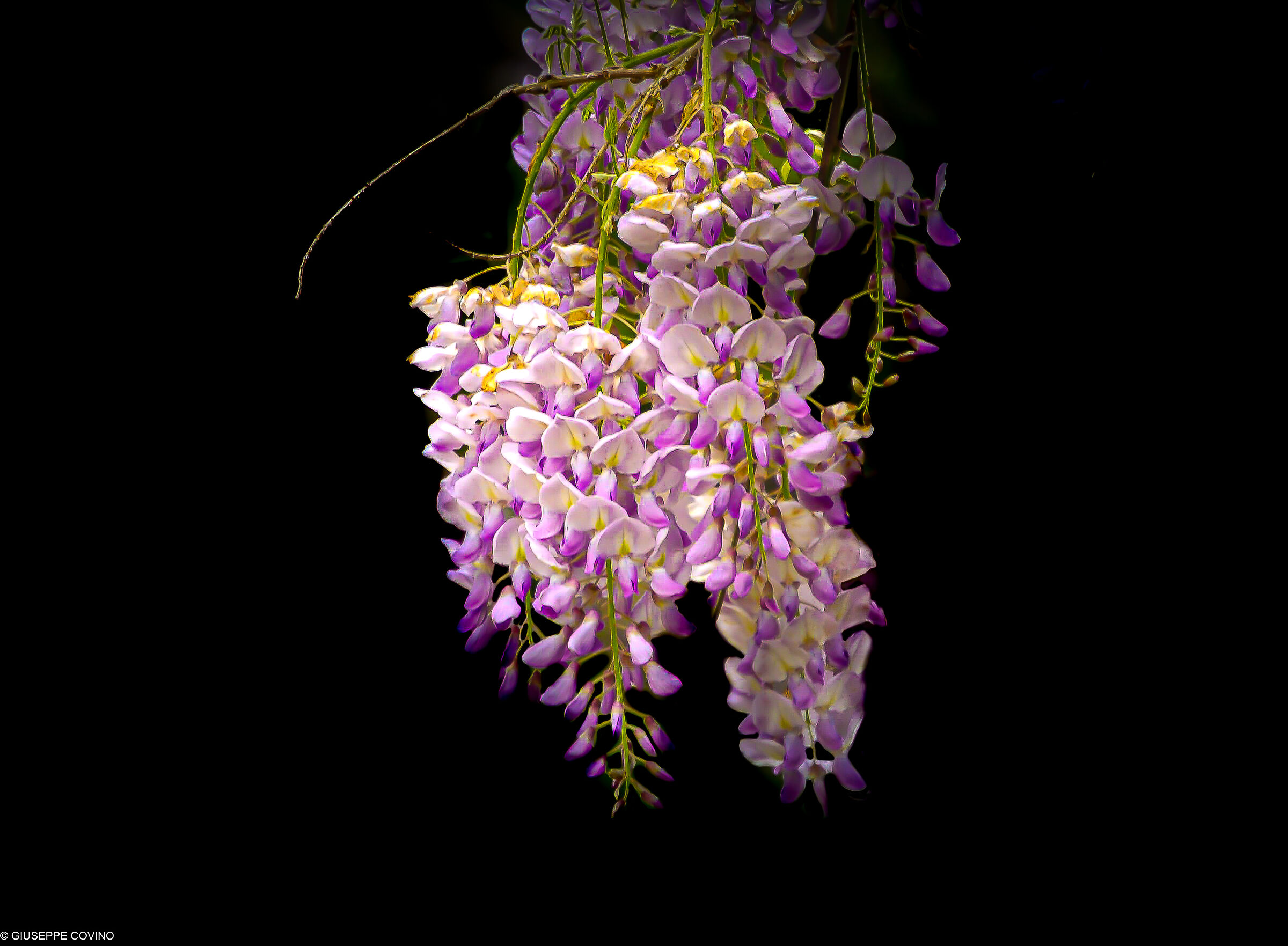 Wisteria