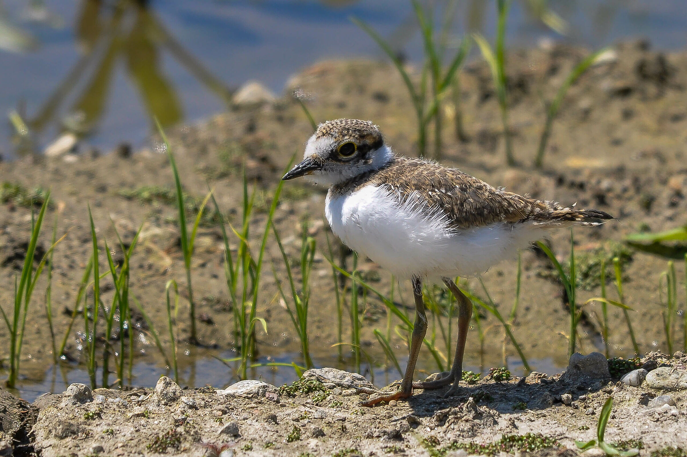 Young little courier