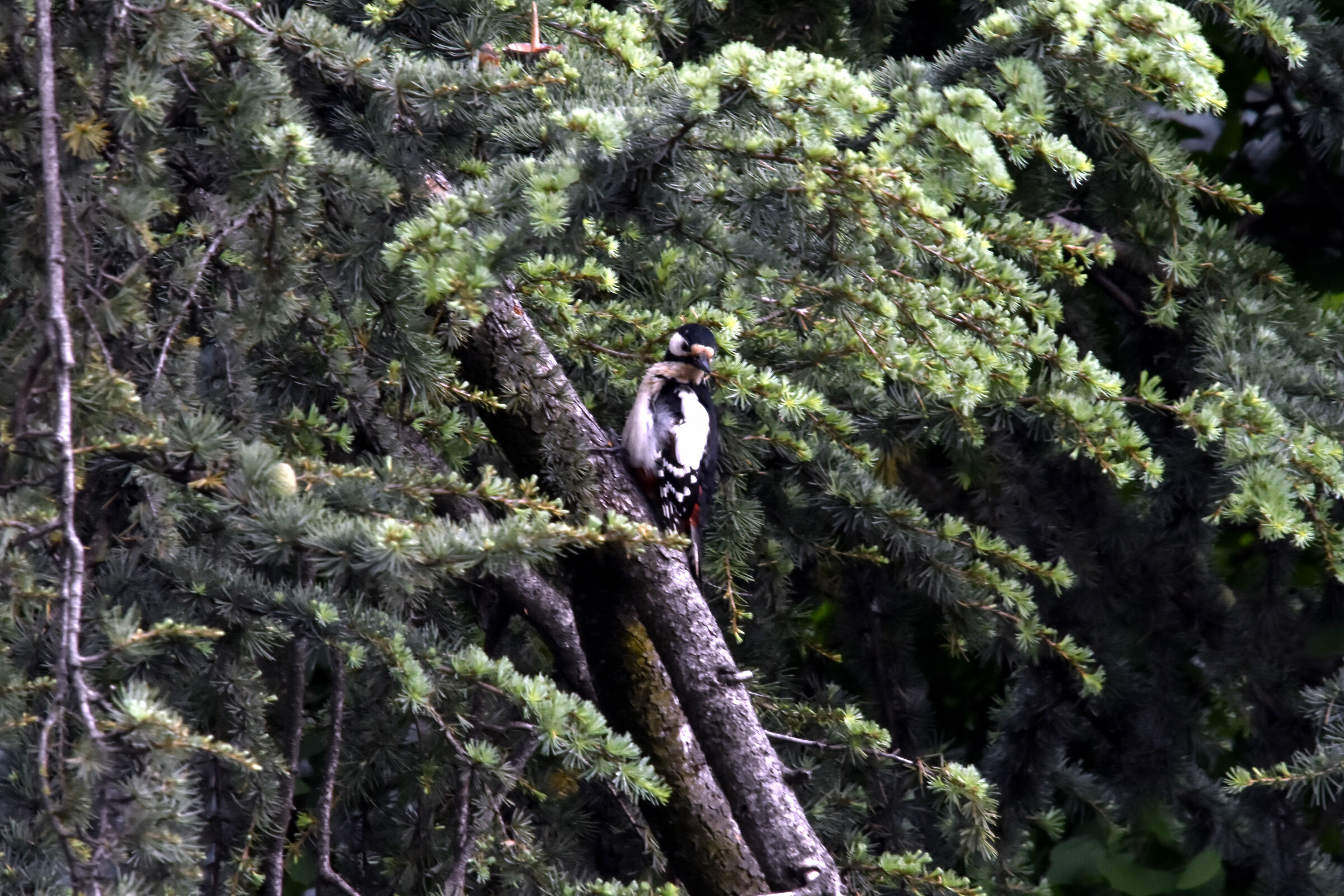 picchio rosso maggiore