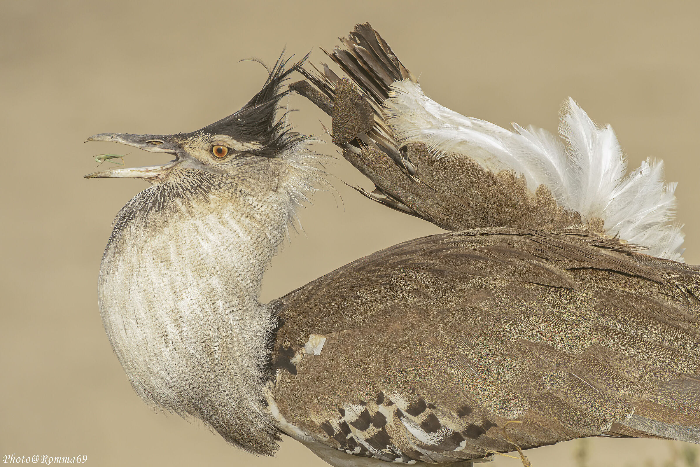 Kori's Otarda (Ardeotis kori)