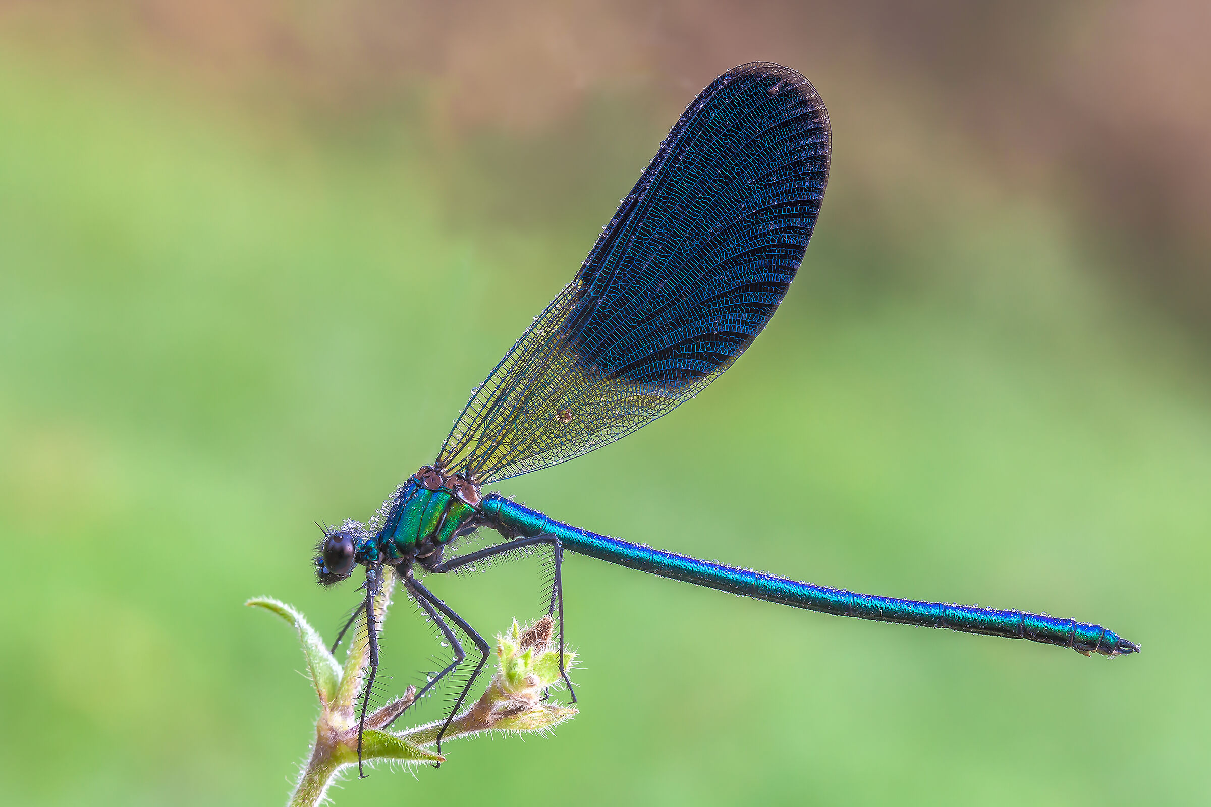 Calopteryx splendens
