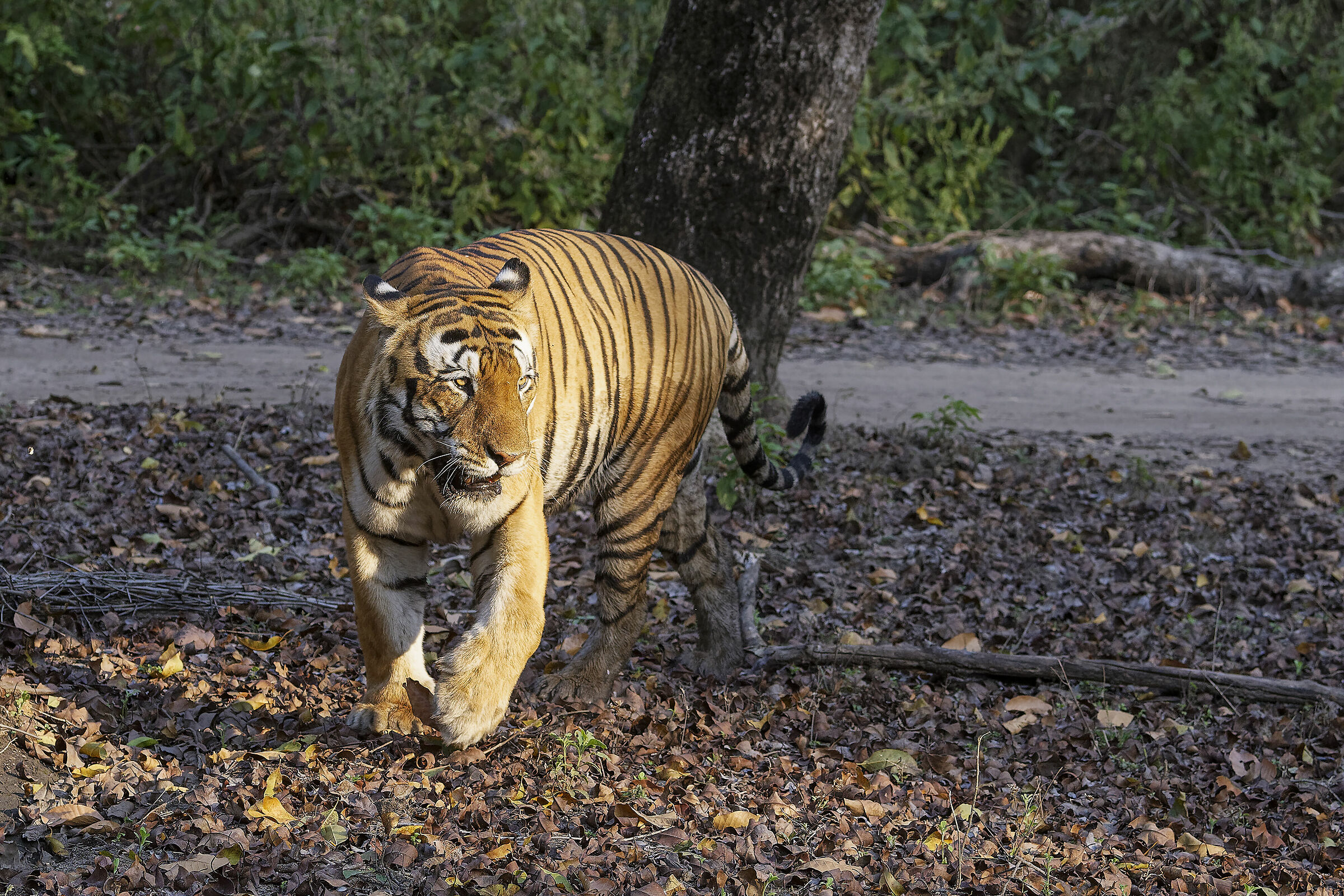 sua maesta'.. la tigre