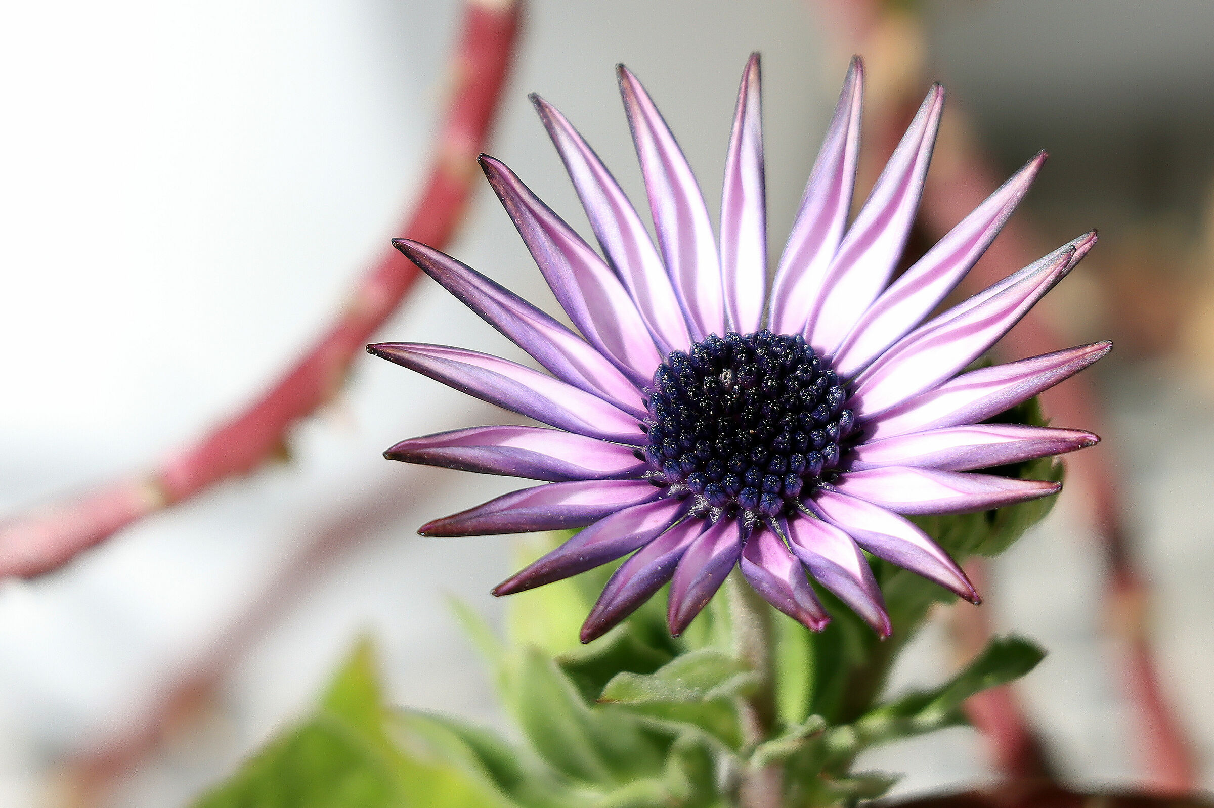 osteospermum ecklonis 3