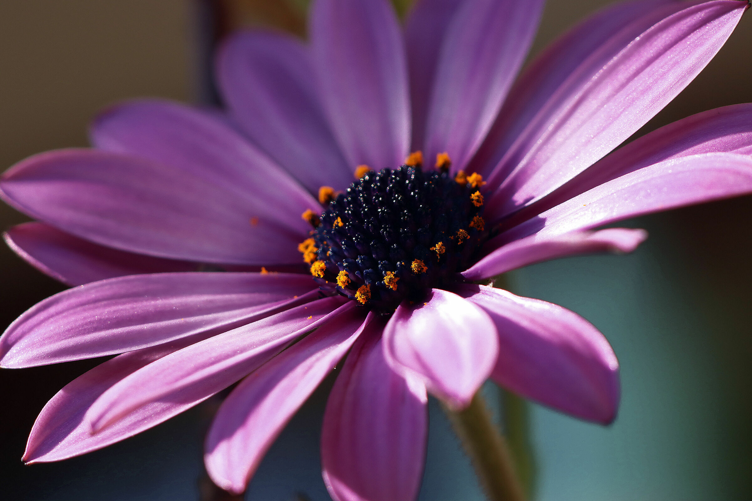osteospermum ecklonis 4
