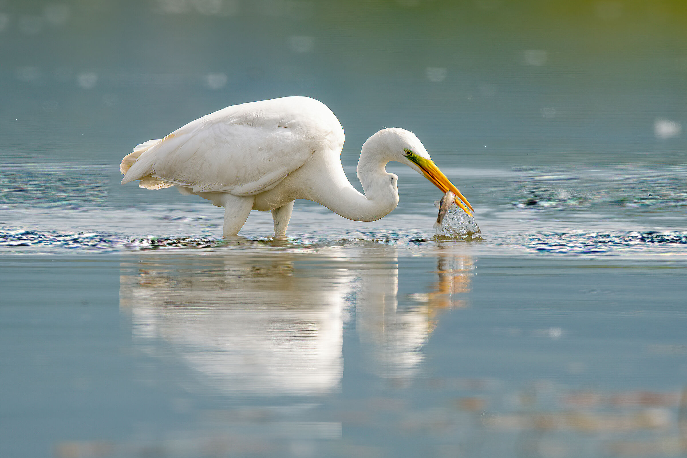 Airone bianco maggiore (Ardea alba)