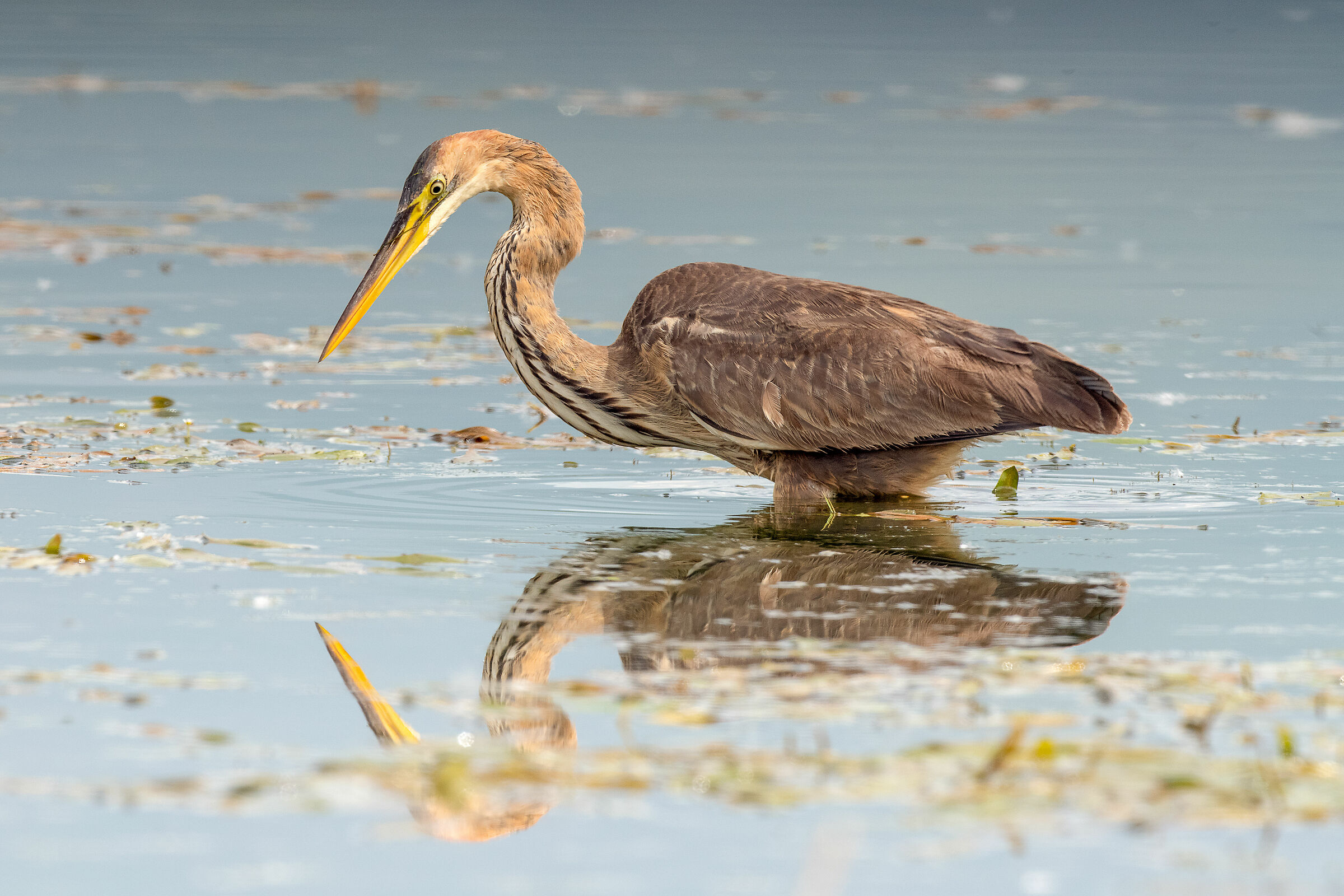 Airone rosso (Ardea purpurea)