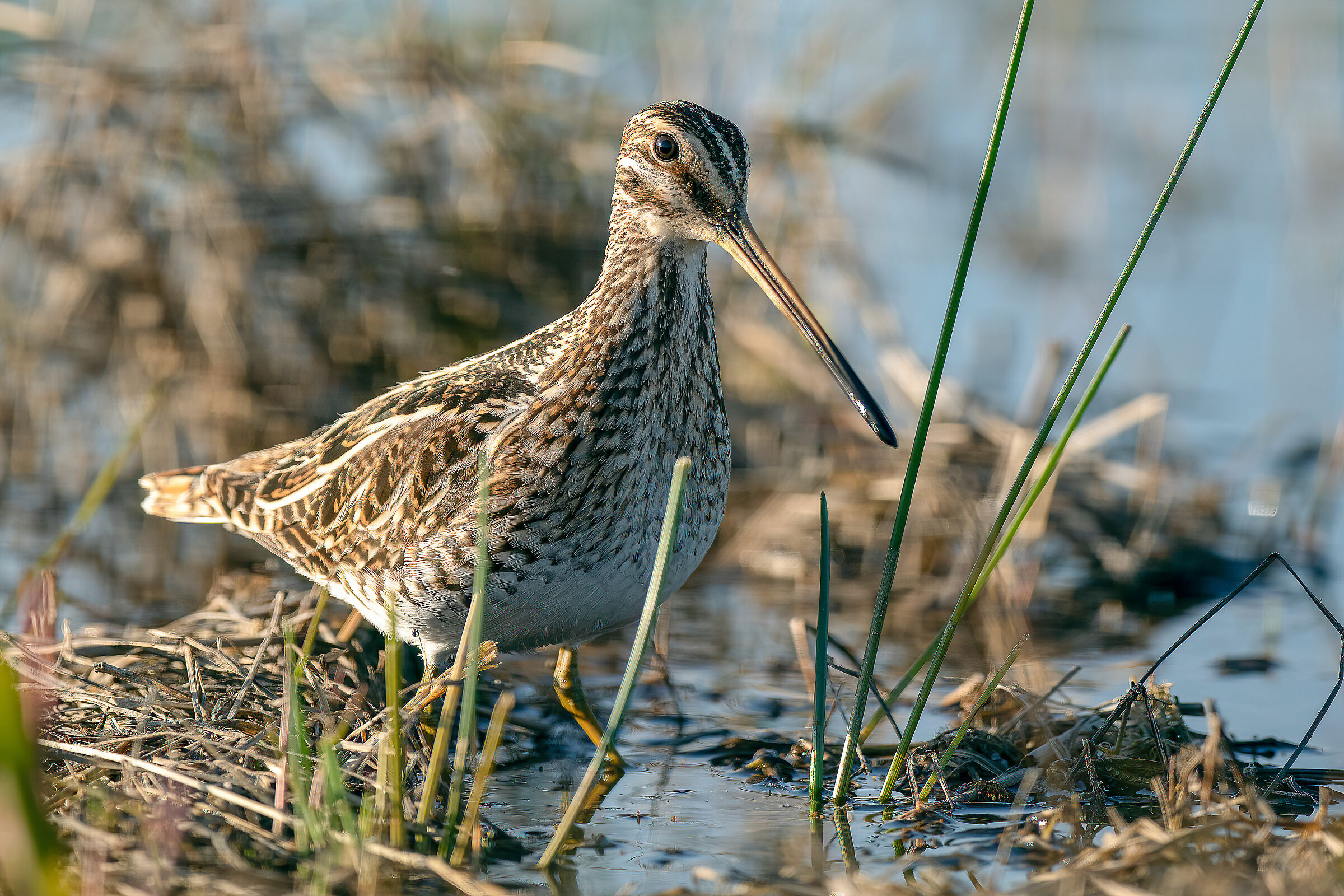 Beccaccino (Gallinago gallinago)