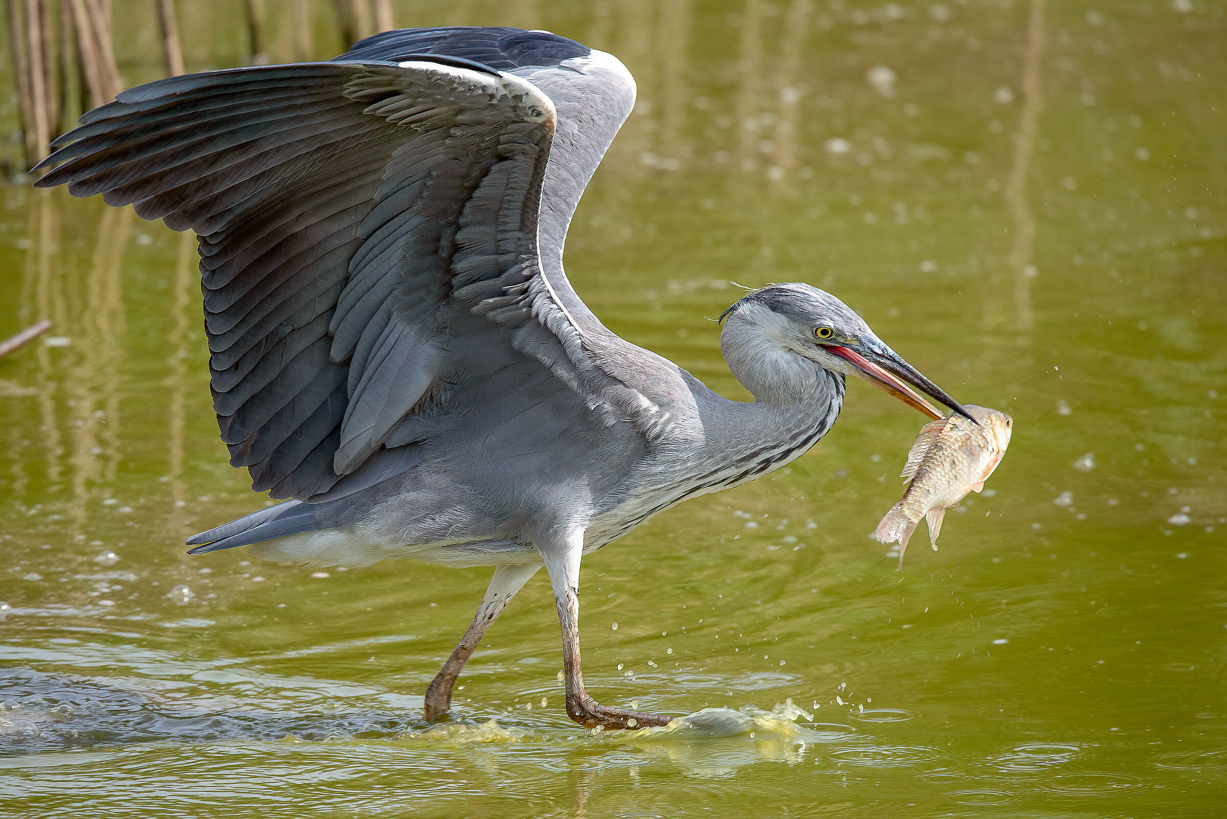 Airone cenerino (Ardea cinerea)