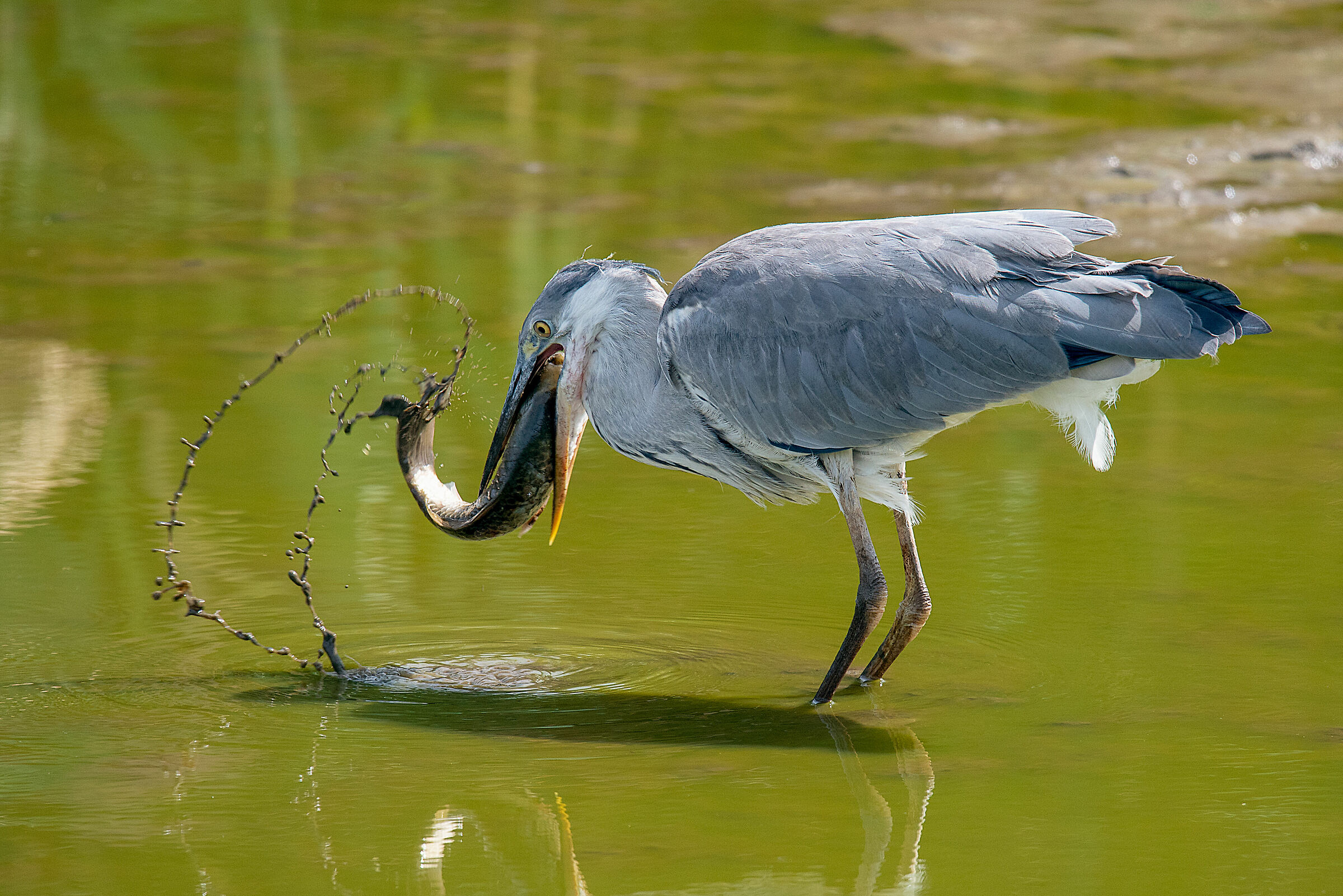 Airone cenerino (Ardea cinerea)