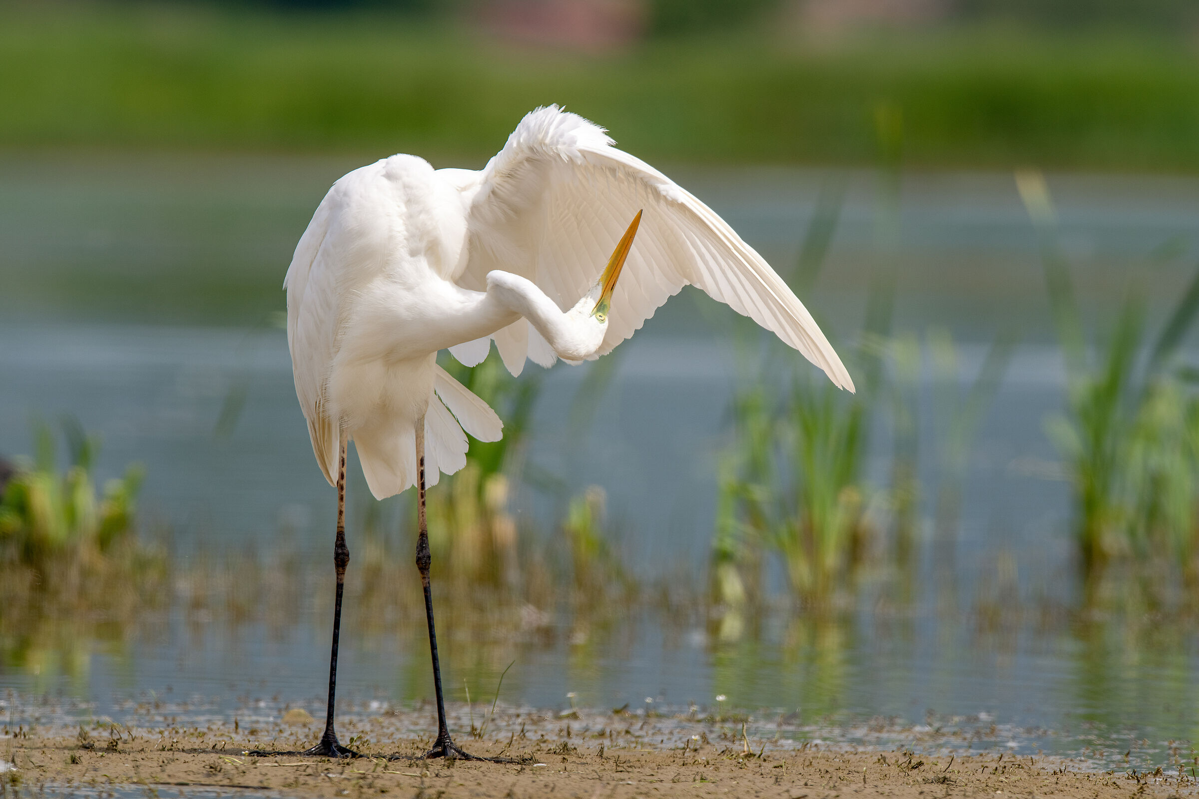 Airone bianco maggiore (Ardea alba)