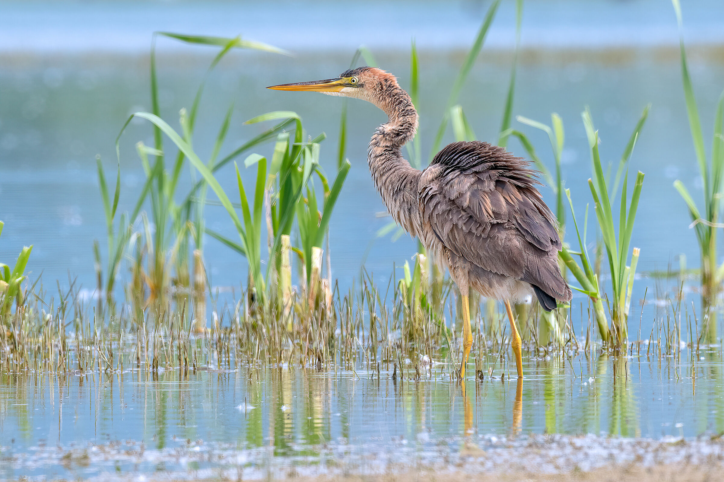 Airone rosso (Ardea purpurea)