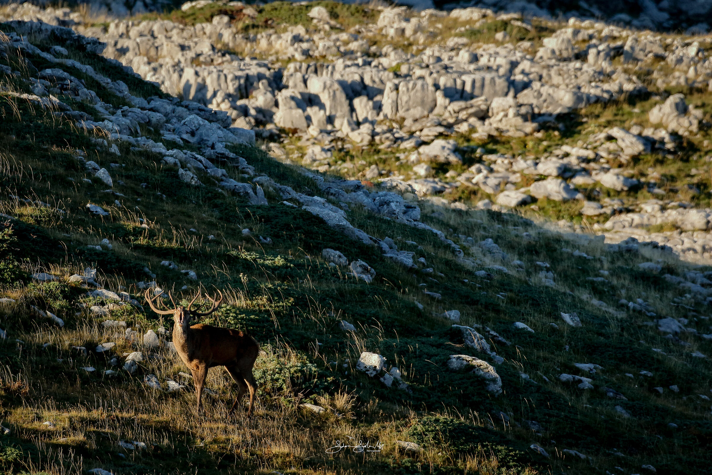 Mornig roars (Cervus elaphus, Linnaeus, 1758)