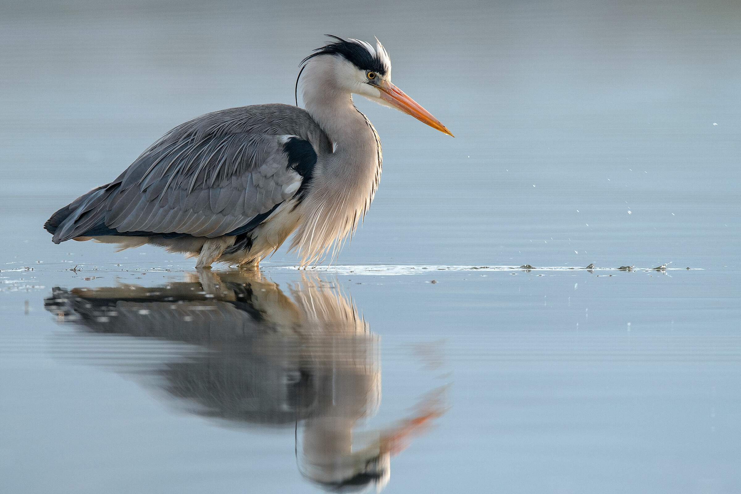 Airone cenerino (Ardea cinerea)