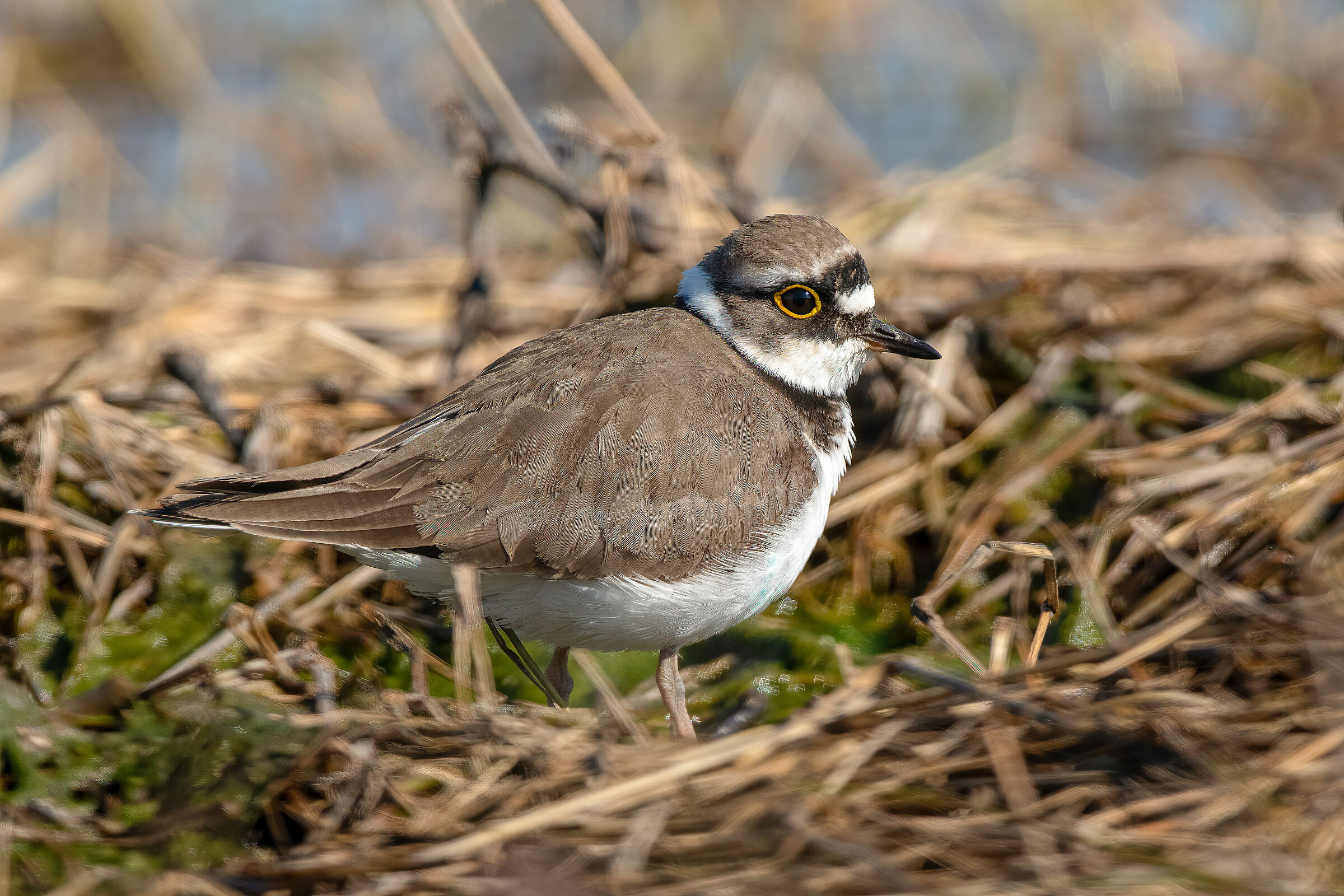 Corriere piccolo (Charadrius dubius)