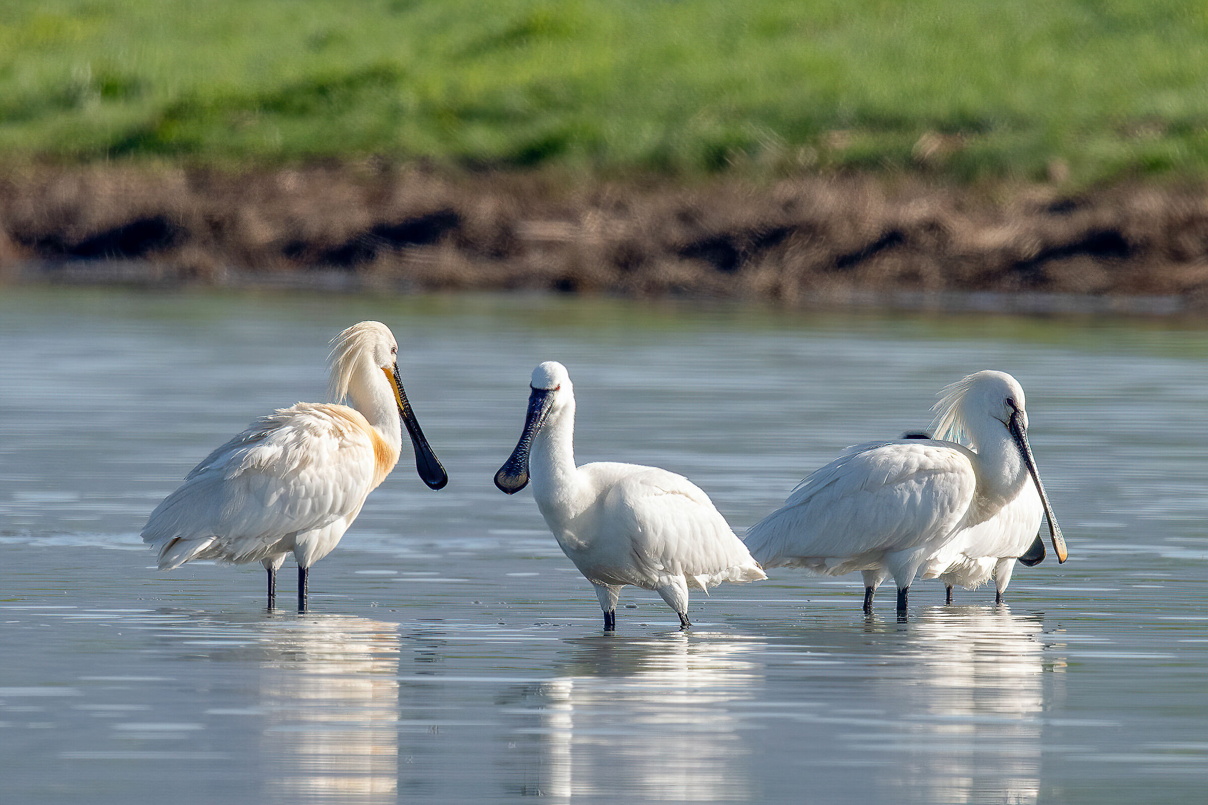 Spatola (Platalea leucorodia)